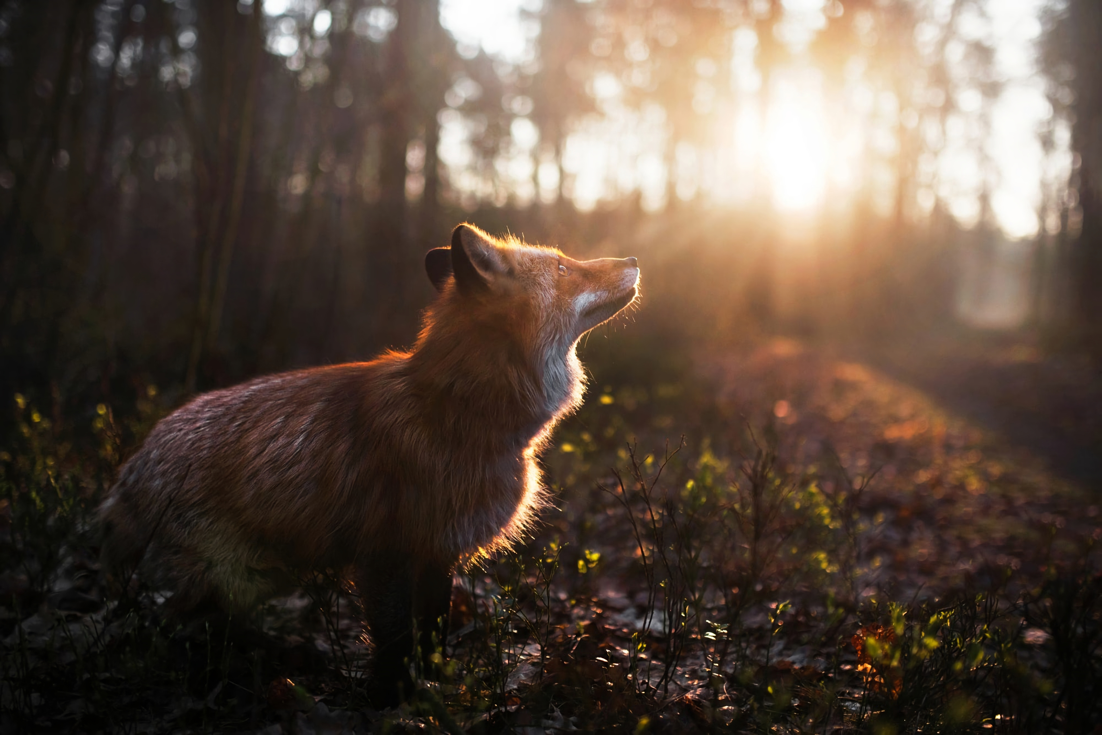Red Fox Bathed in Golden Sunrise Forest