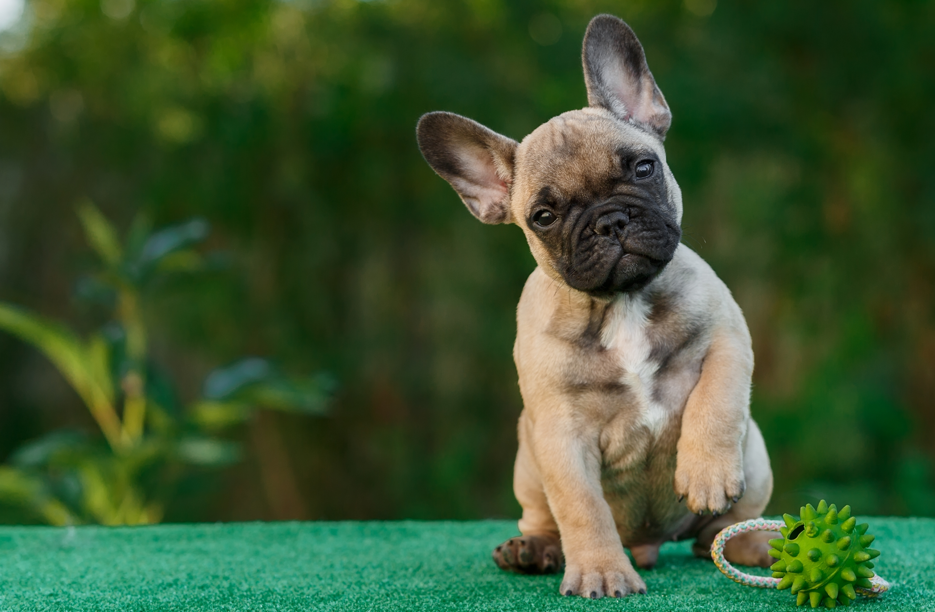 Fawn French Bulldog Puppy Head Tilt