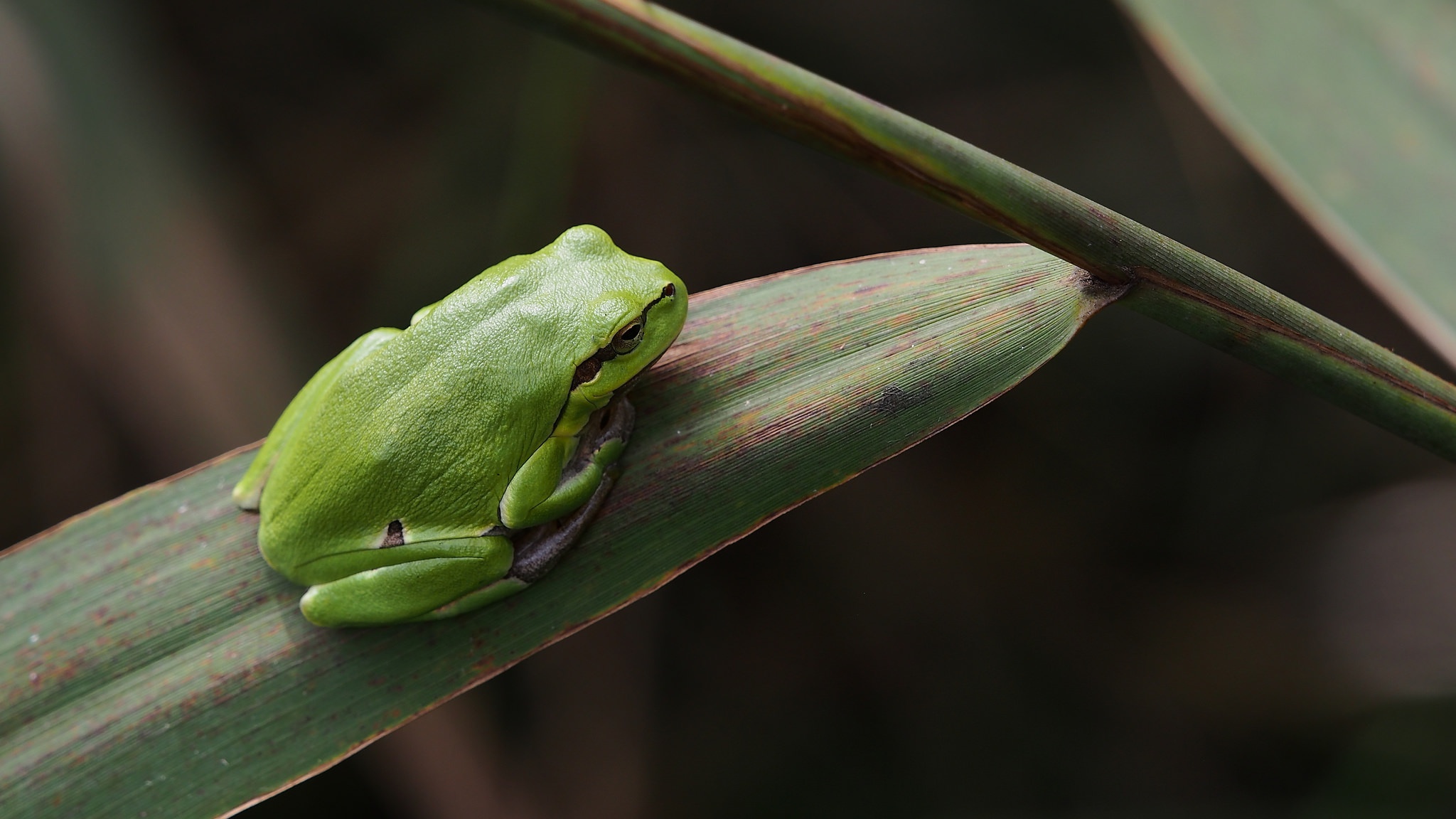 European Tree Frog Perched on Green Reed