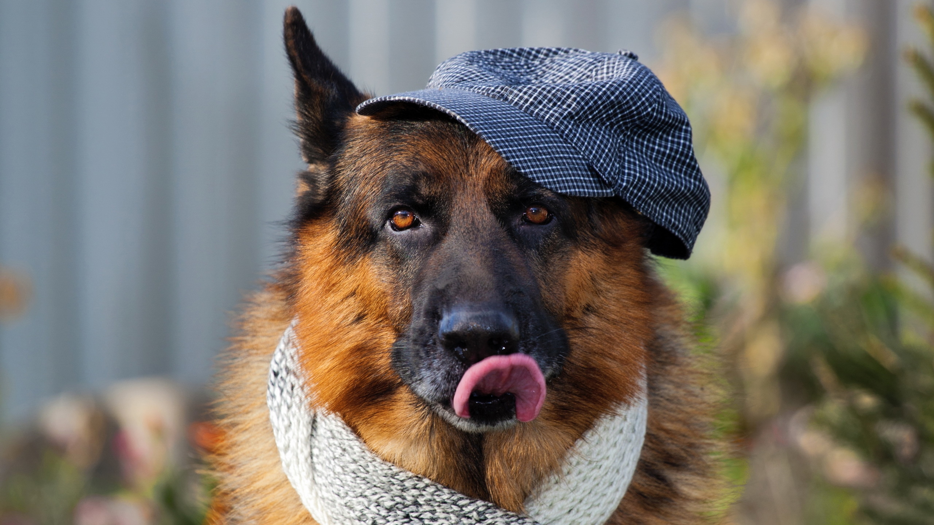 Dapper German Shepherd Flat Cap and Scarf