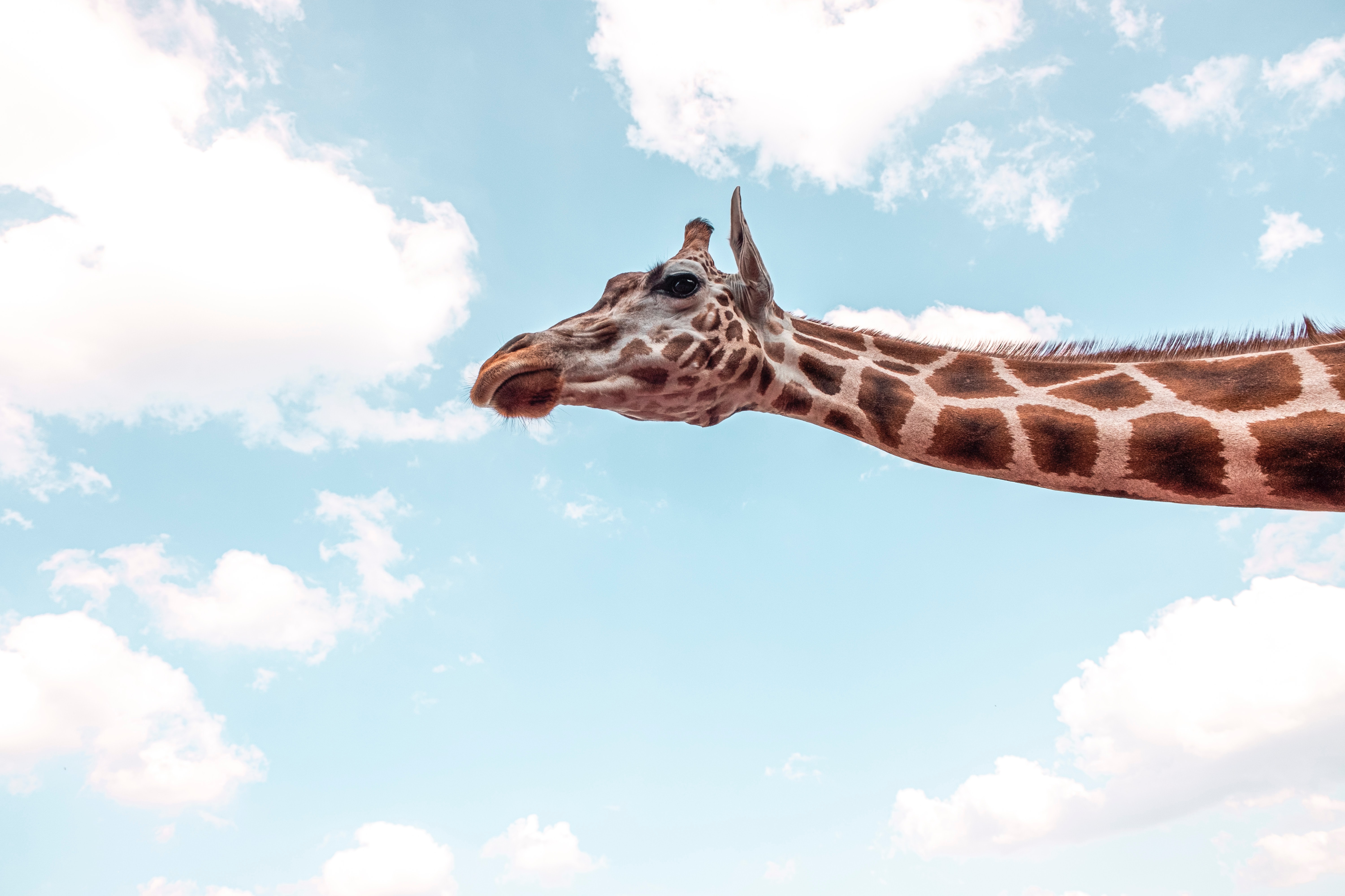 Giraffe Neck Reaching Bright Sky Clouds