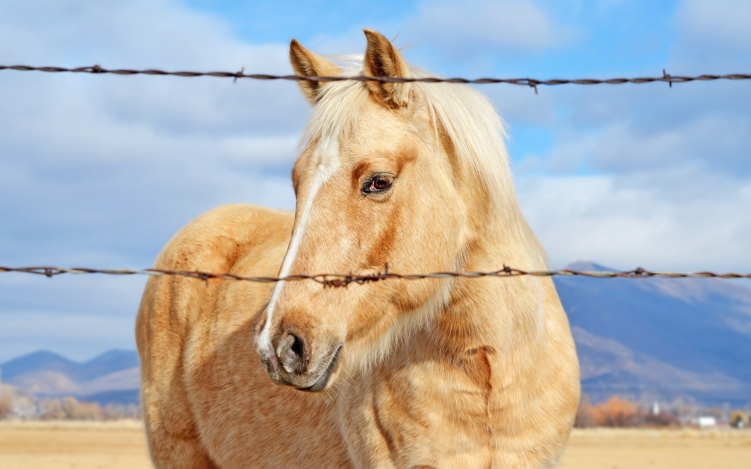 Palomino Horse Barbed Wire Fence Mountains