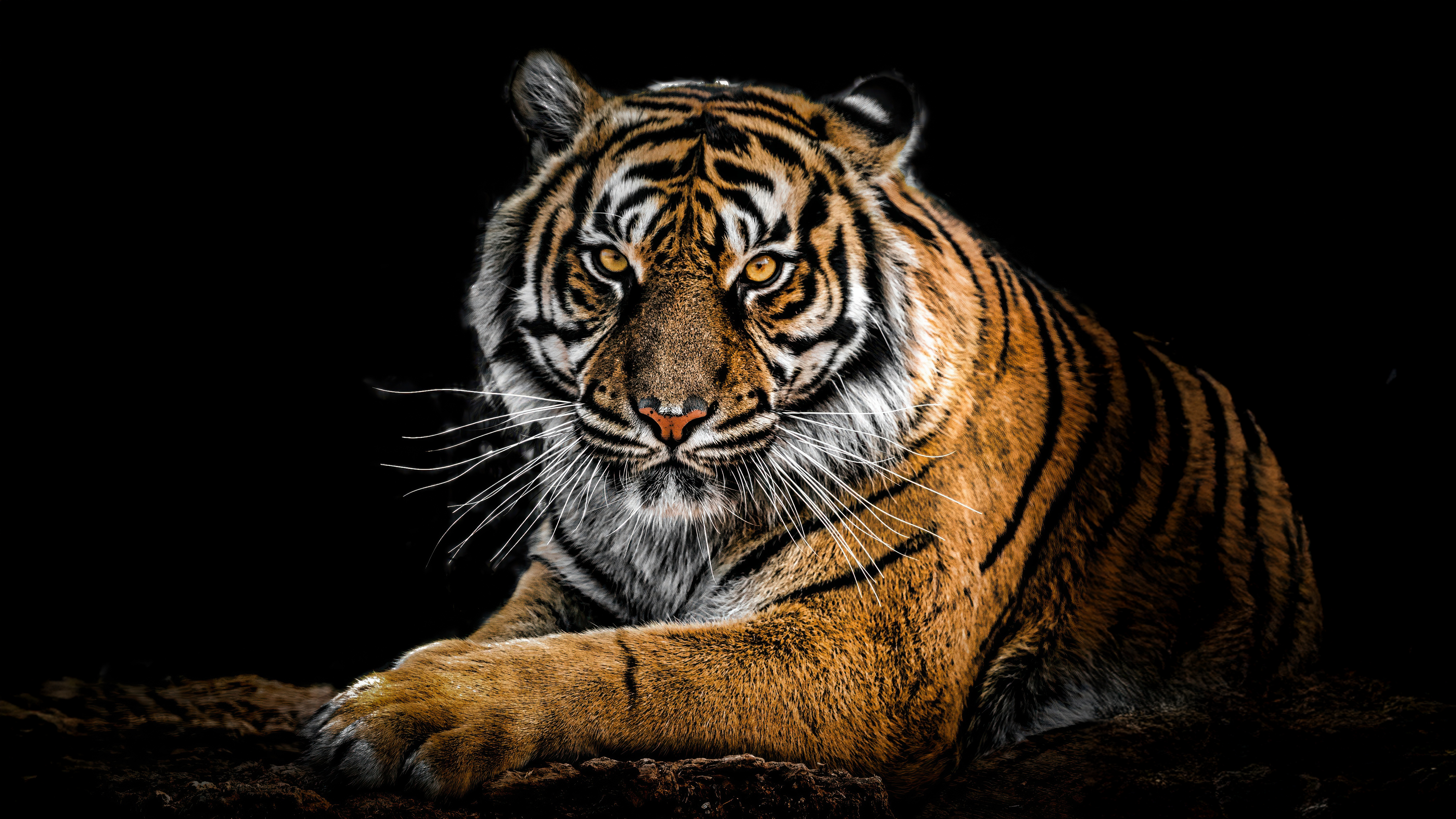 Sumatran Tiger Lying Dark Studio Lighting