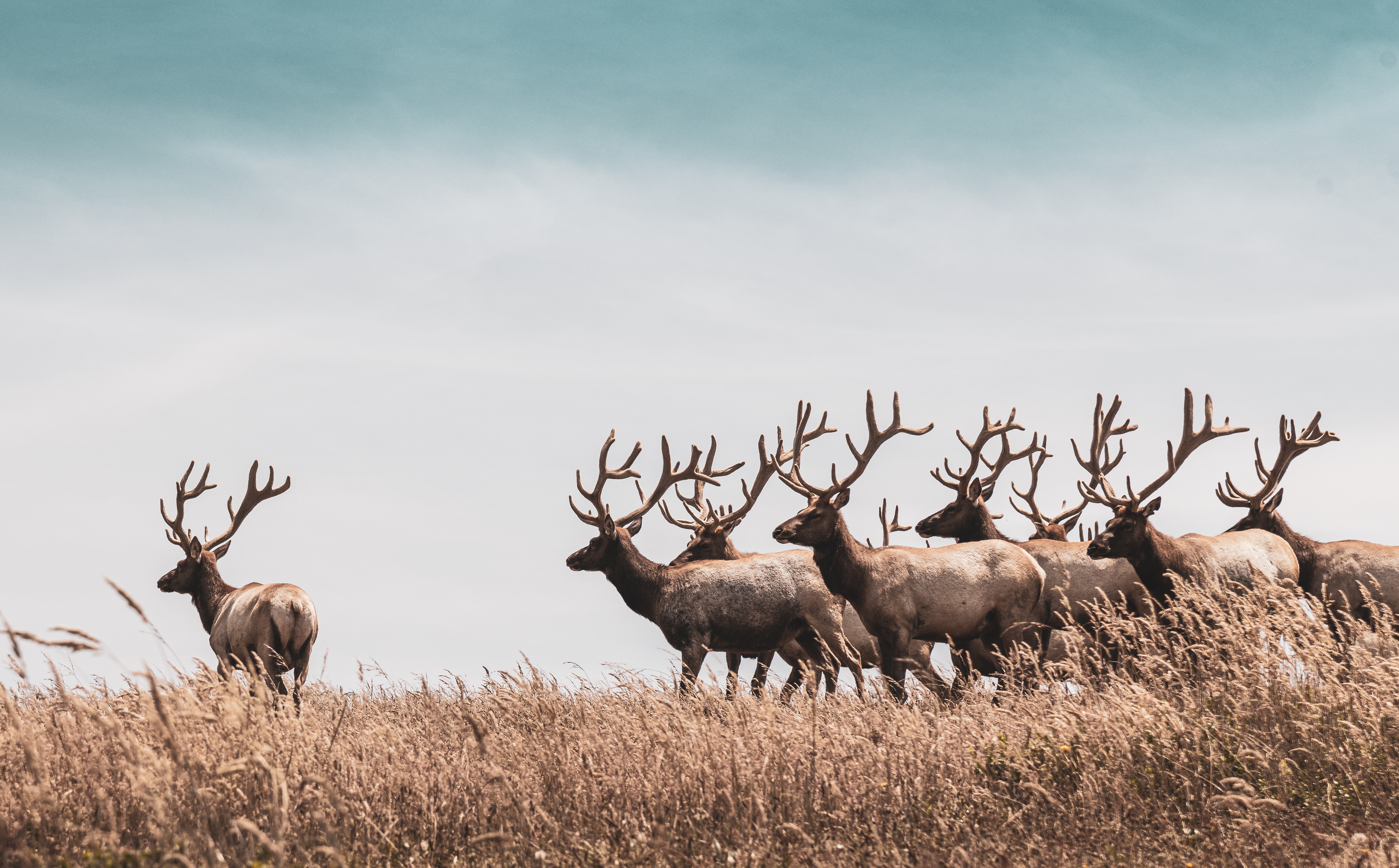 Herd of Bull Elk Prairie Grass Skyline