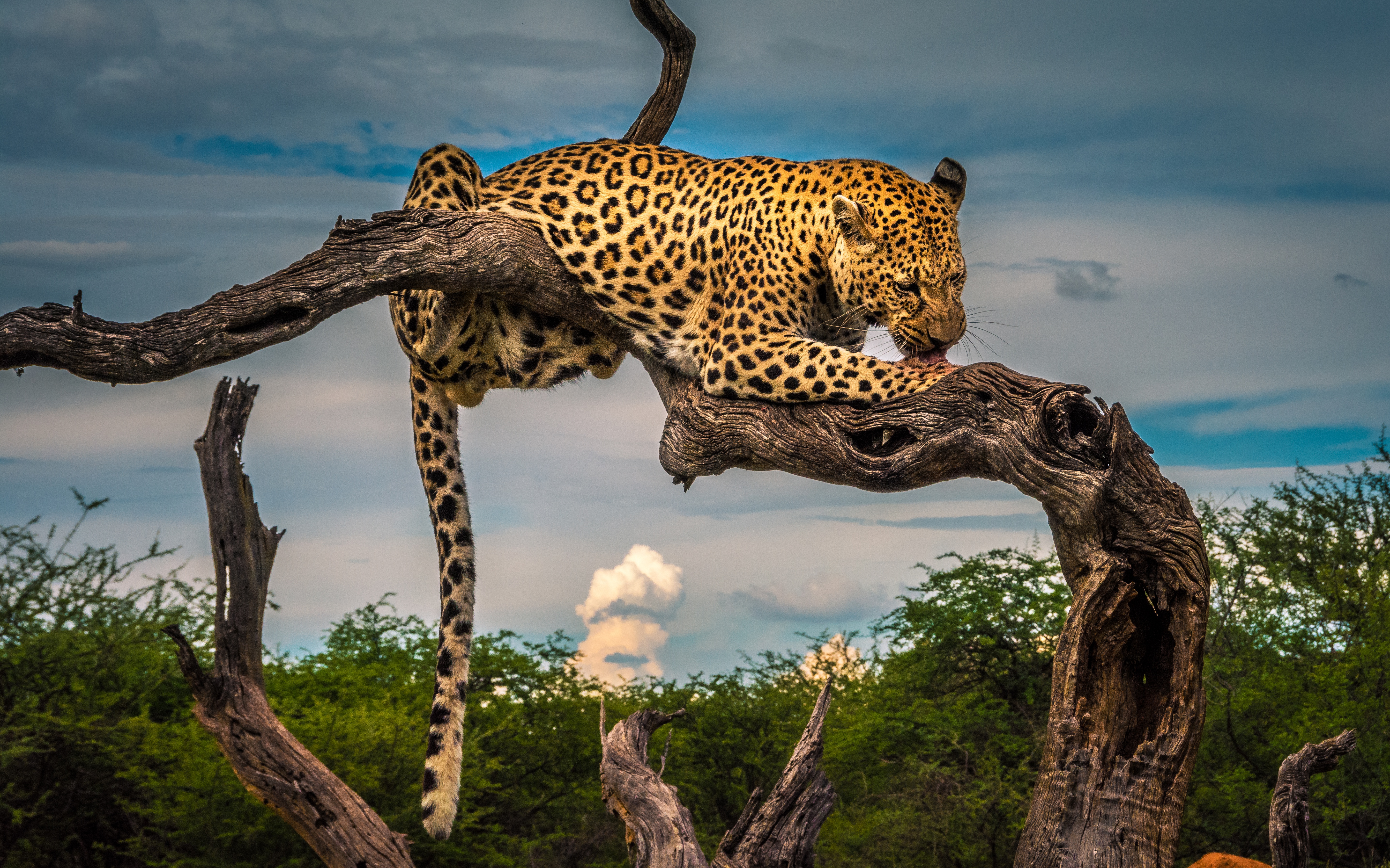 African Leopard Grooming Paw Gnarled Tree