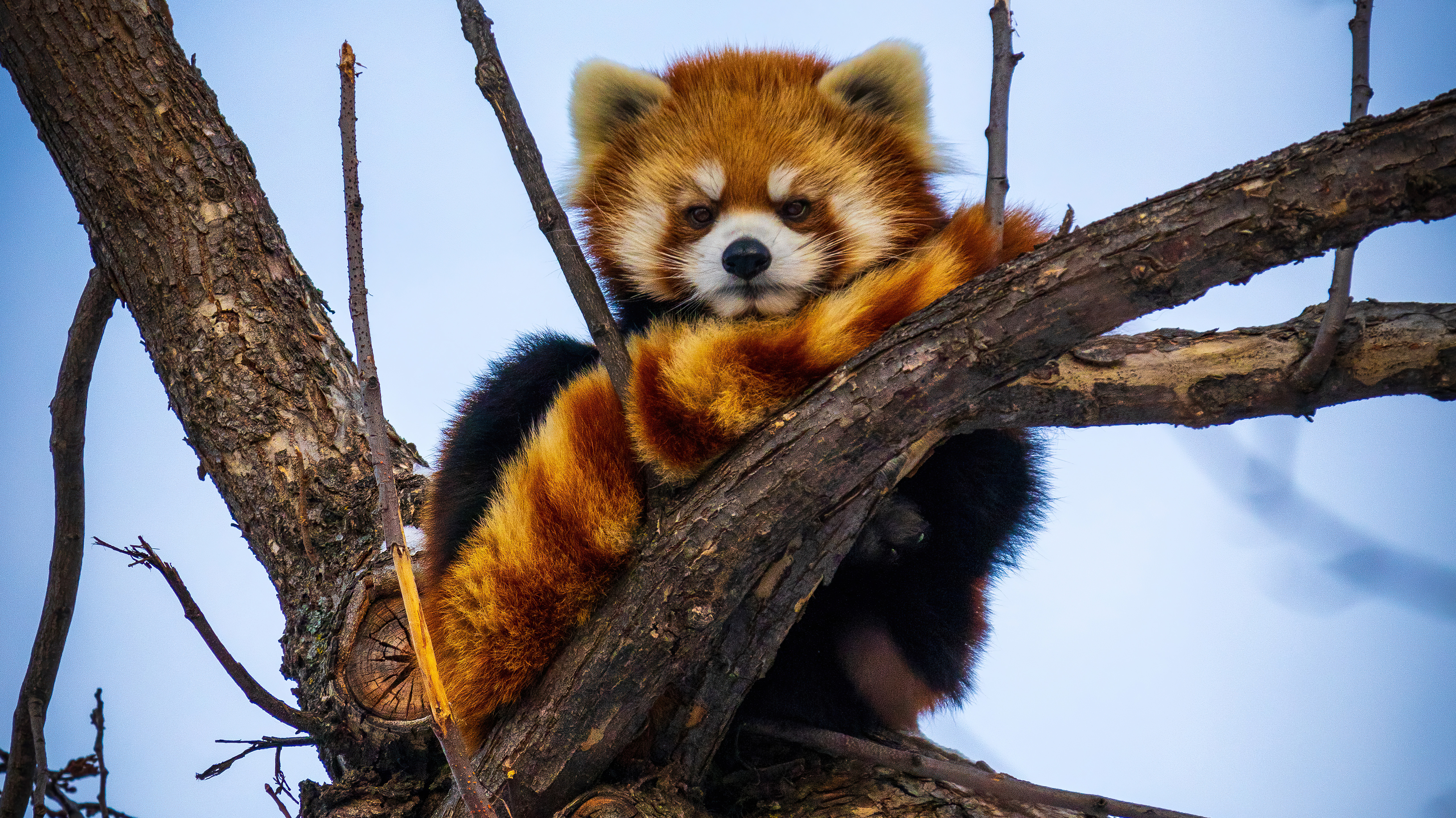 Red Panda Resting on Mossy Tree Branch