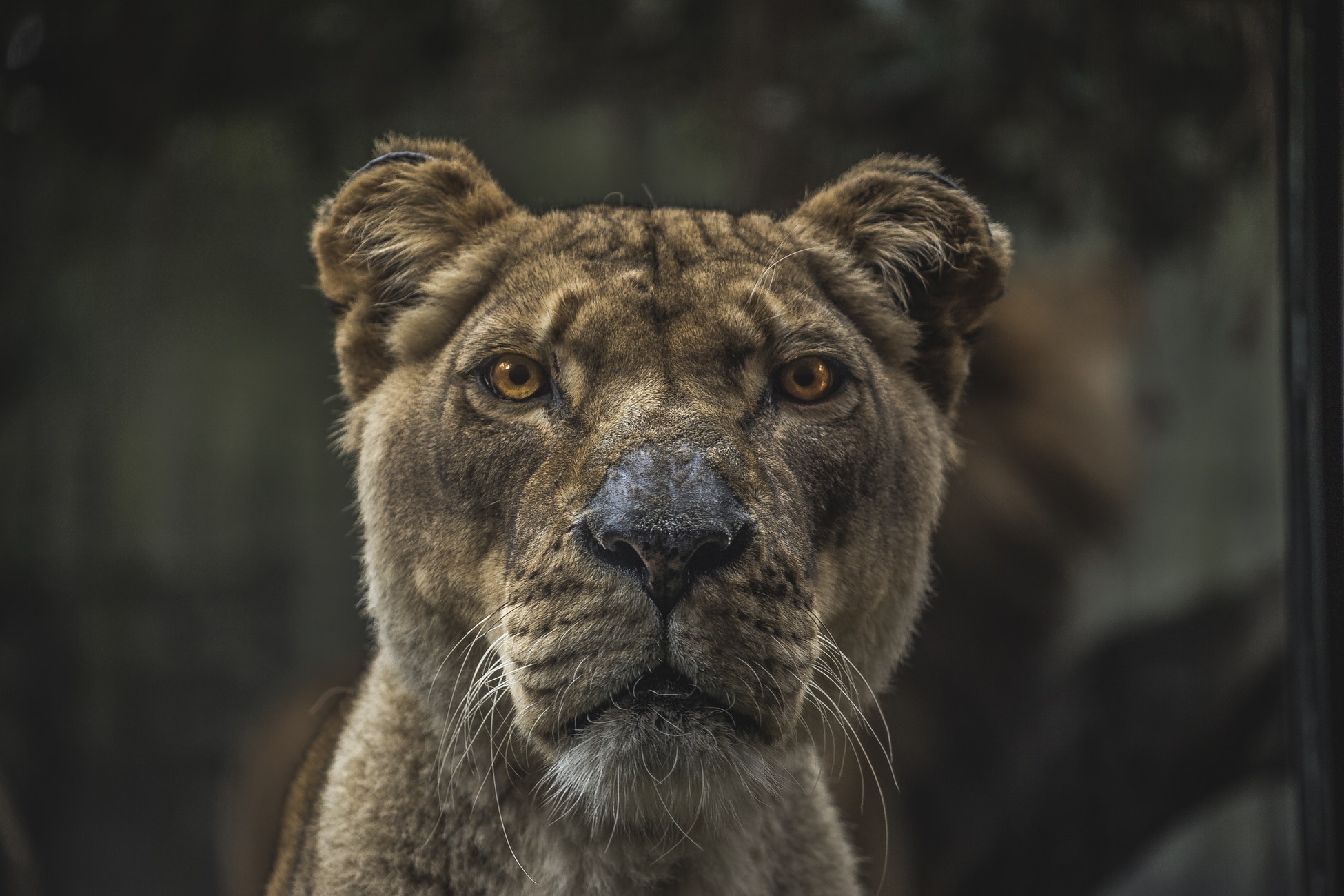 Intense Lioness Amber Eyes Macro