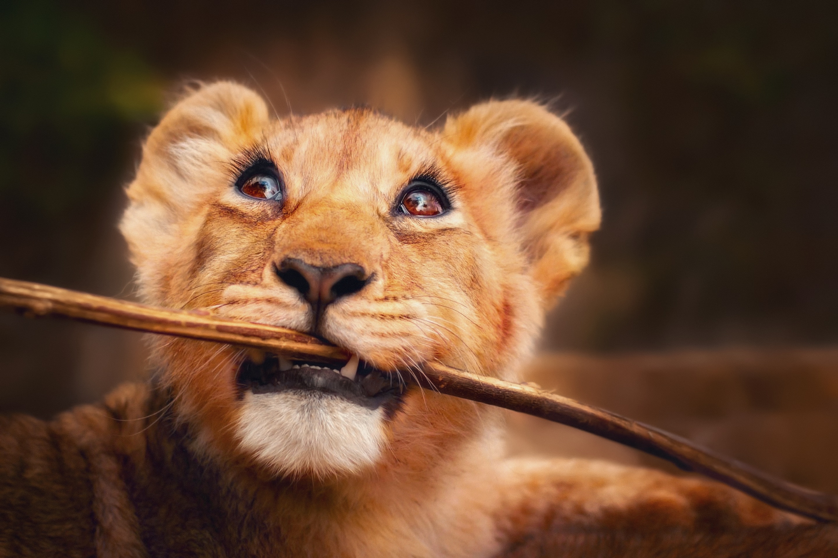 Playful Lion Cub Chewing Wooden Stick