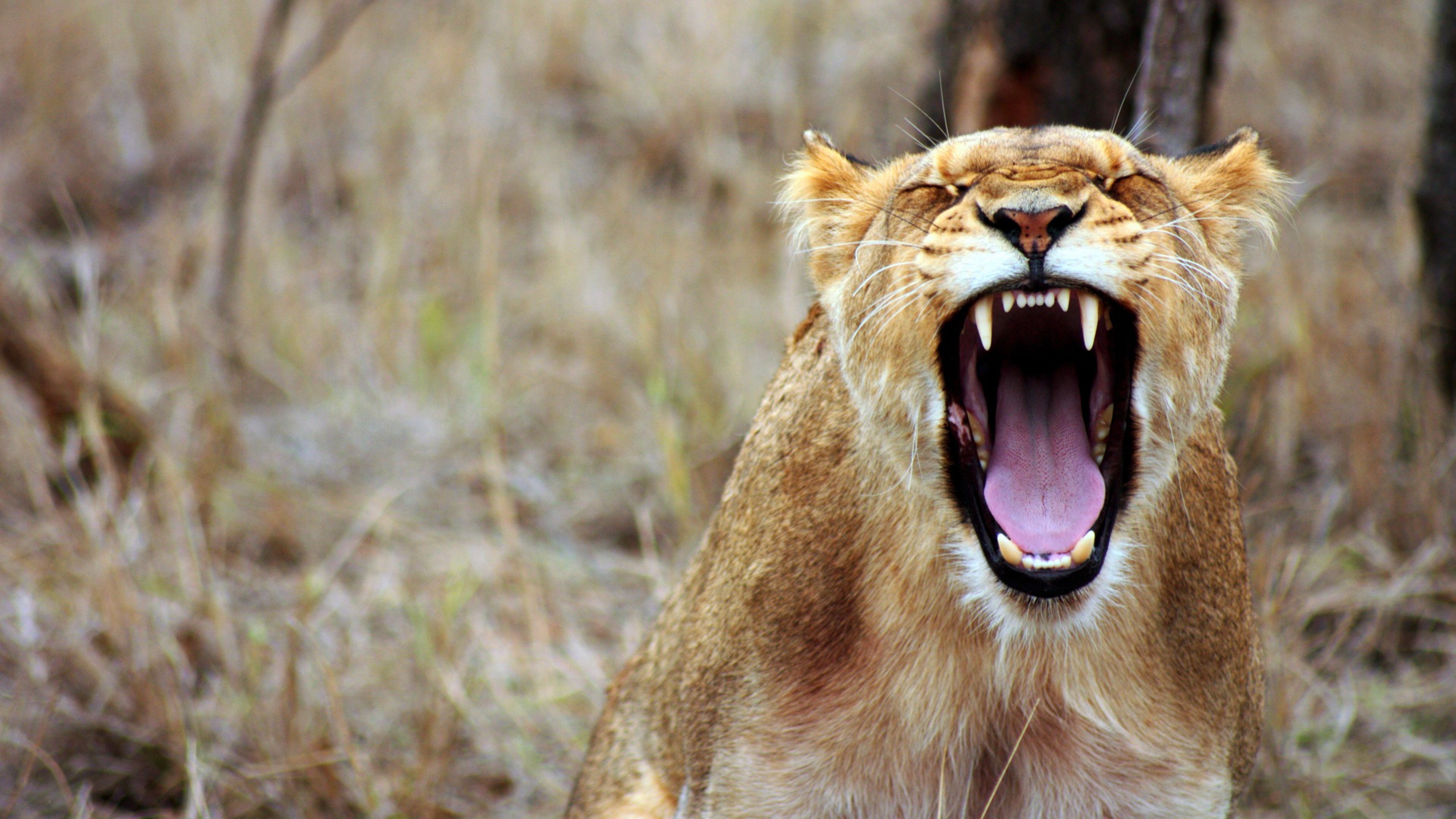 Lioness Roaring Open Jaws Wide