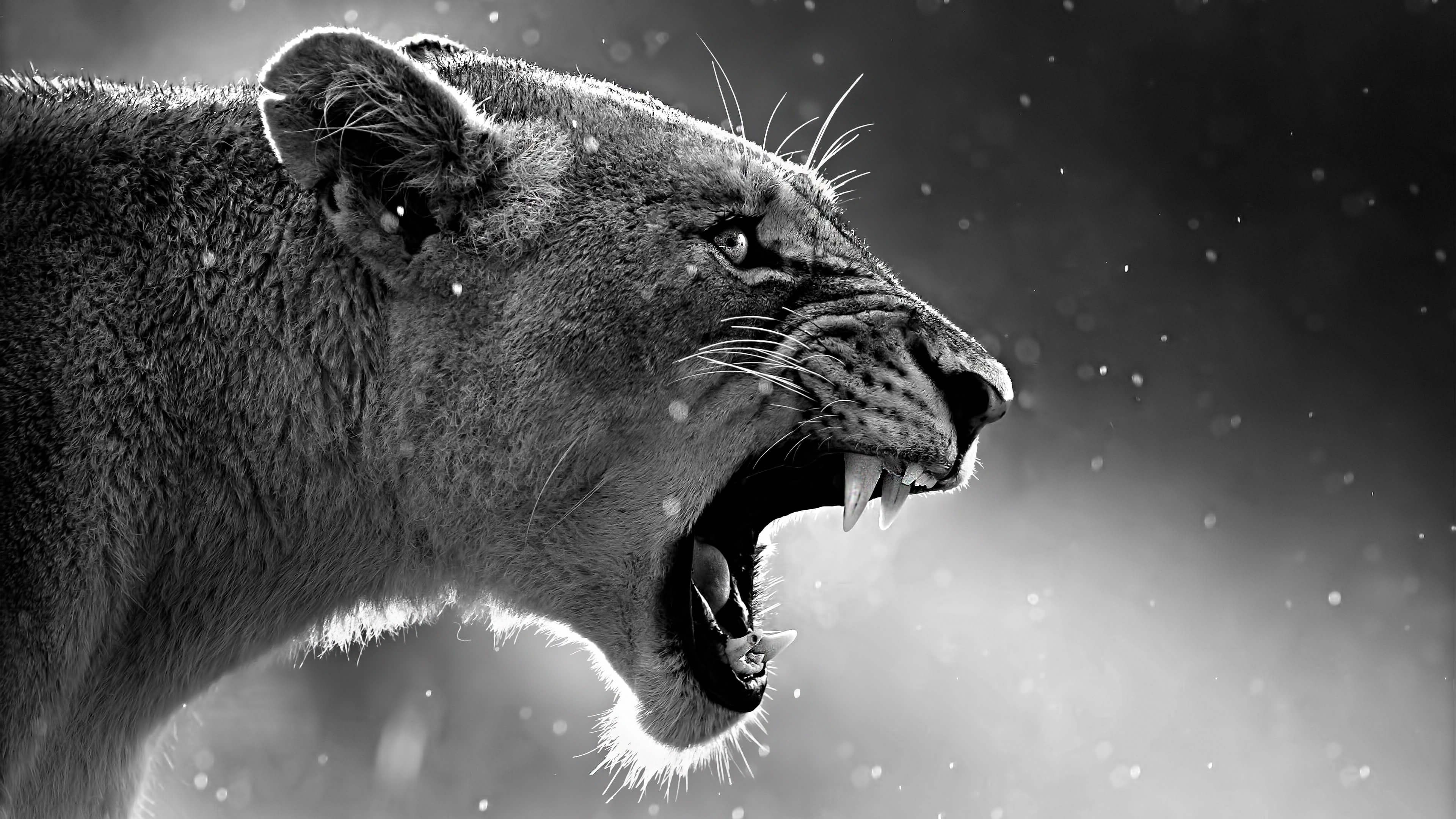 Fierce Lioness Roaring Monochrome Macro