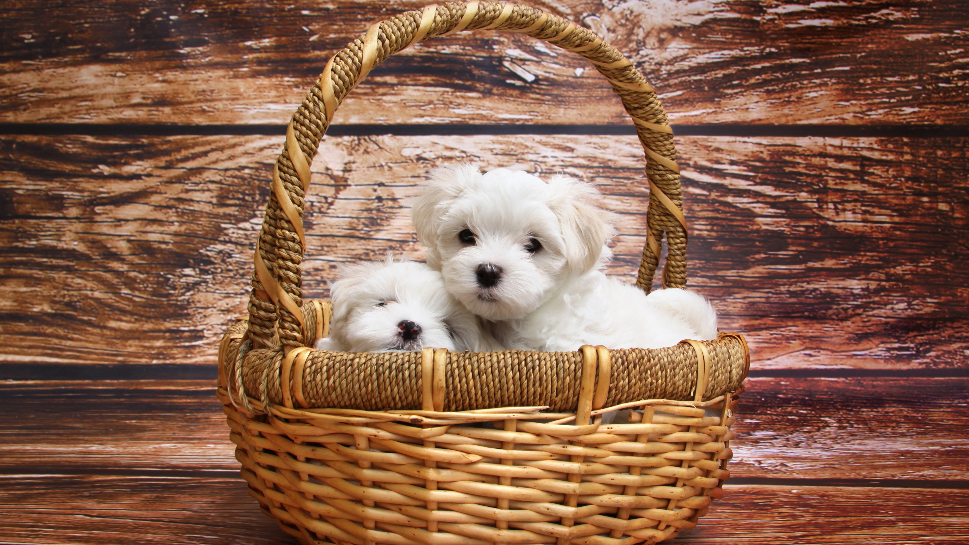 Two Fluffy Maltese Puppies Woven Basket