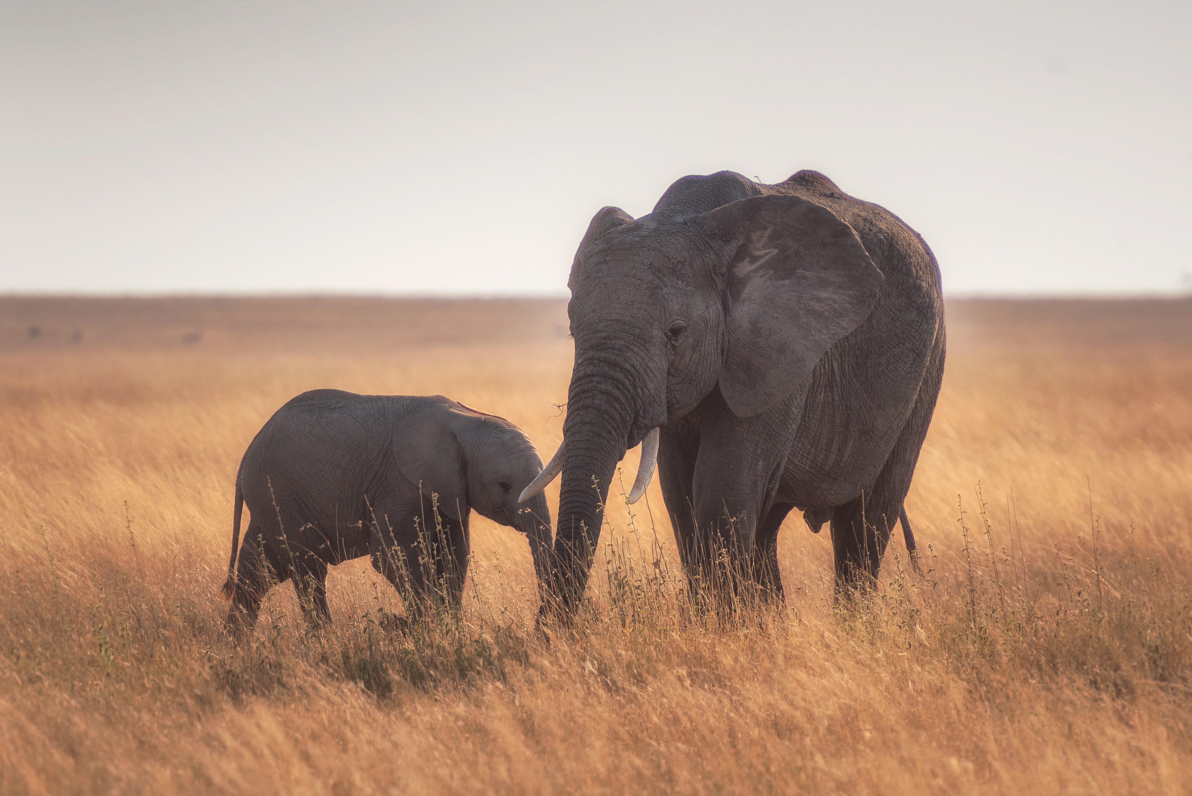 Mother and Calf African Elephant Golden Savanna