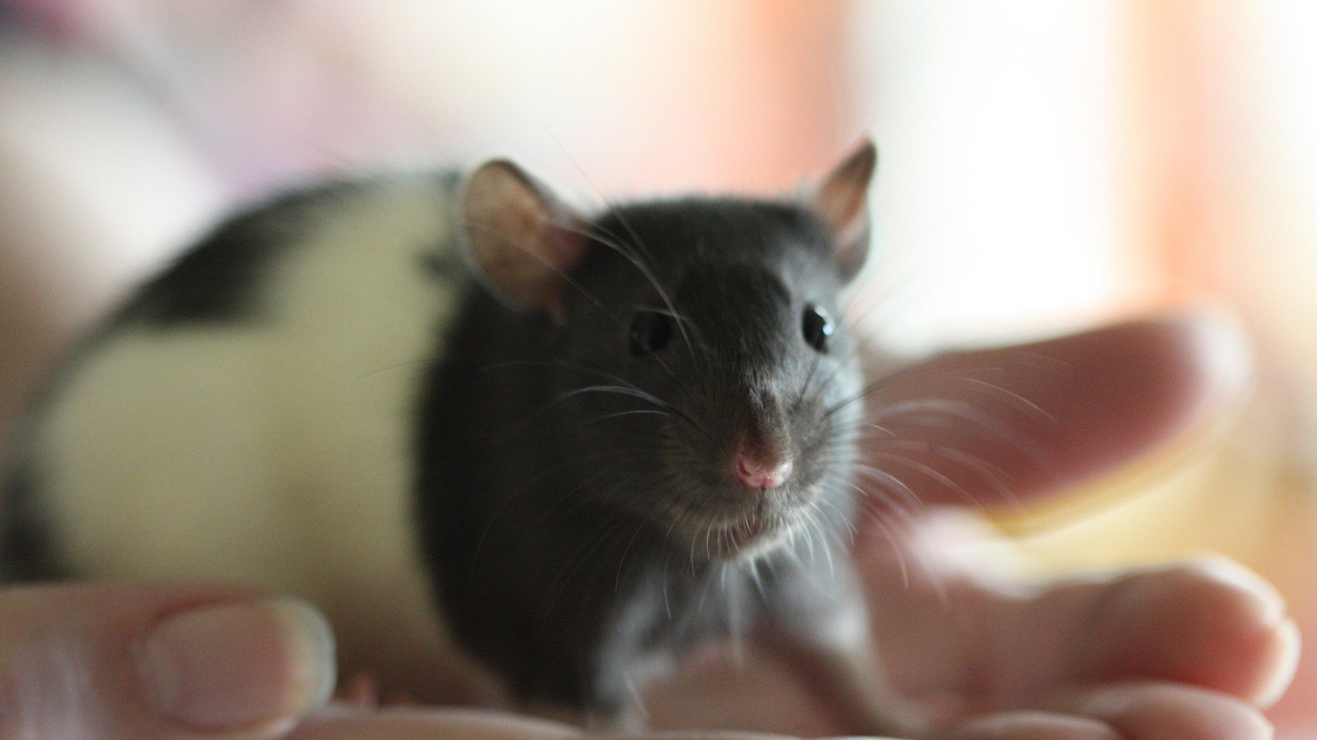 Black and White Hooded Pet Rat Hand-Held