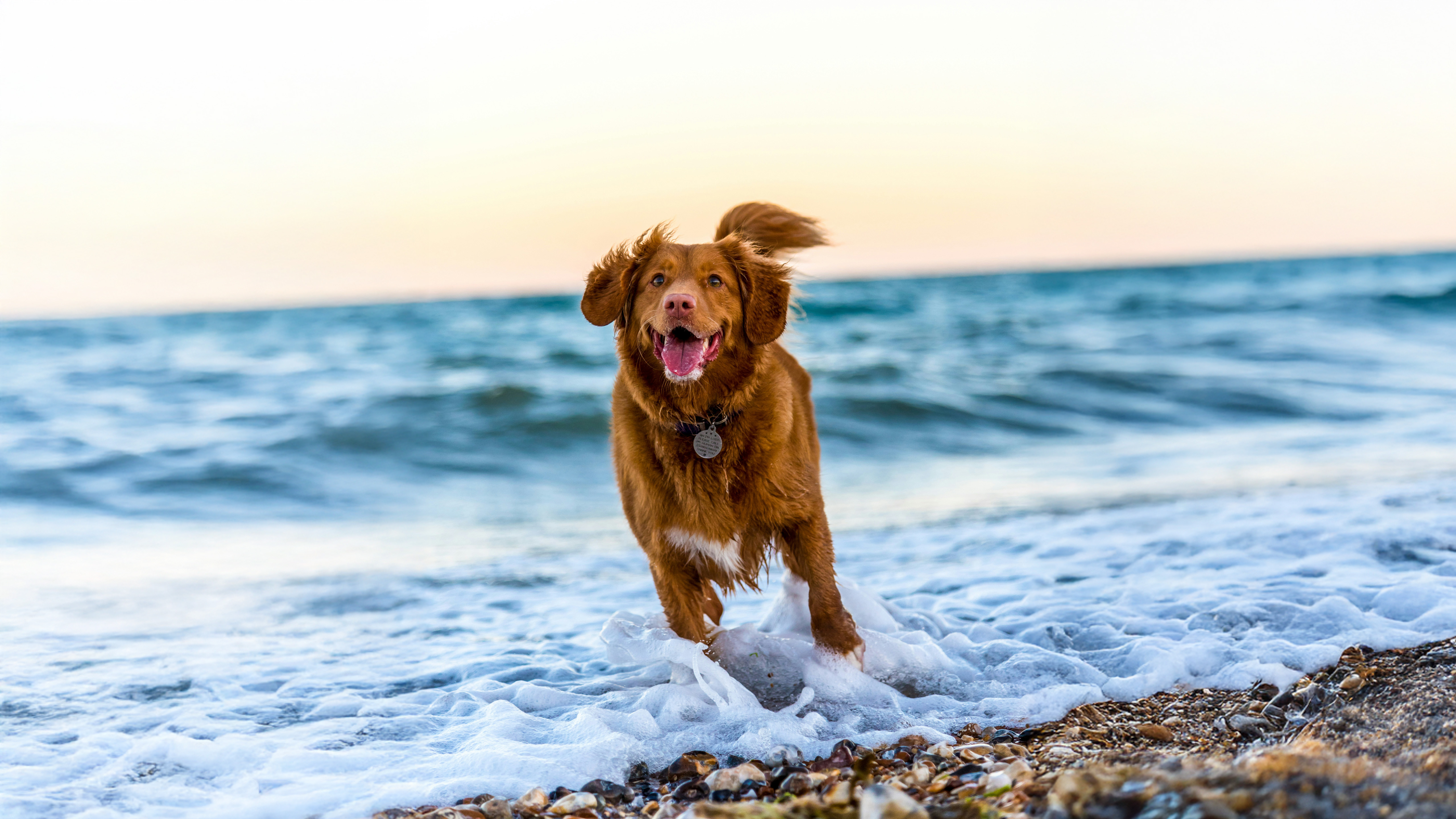 Nova Scotia Duck Tolling Retriever Ocean Waves