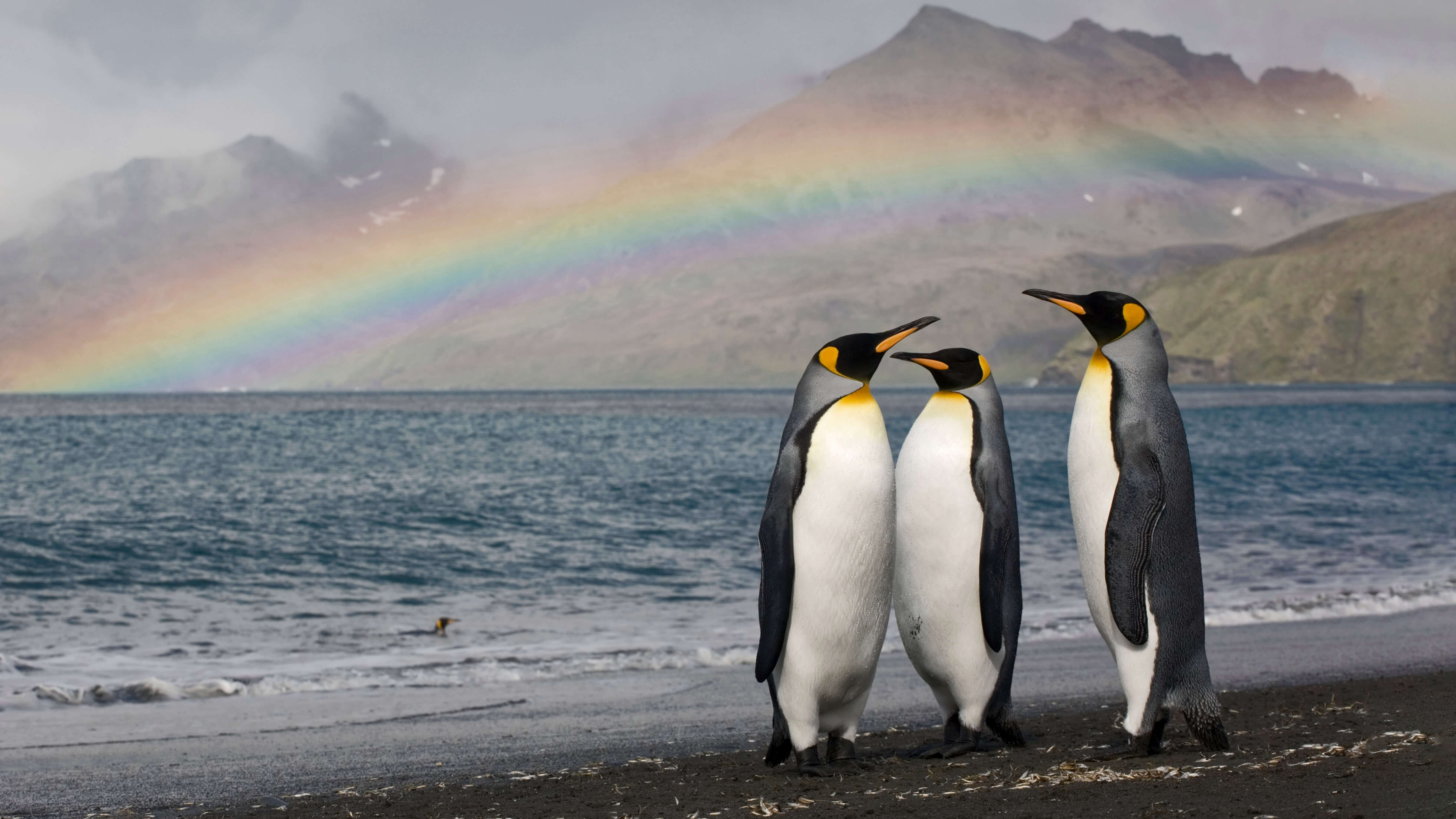Trio of King Penguins Black Sand Beach Rainbow