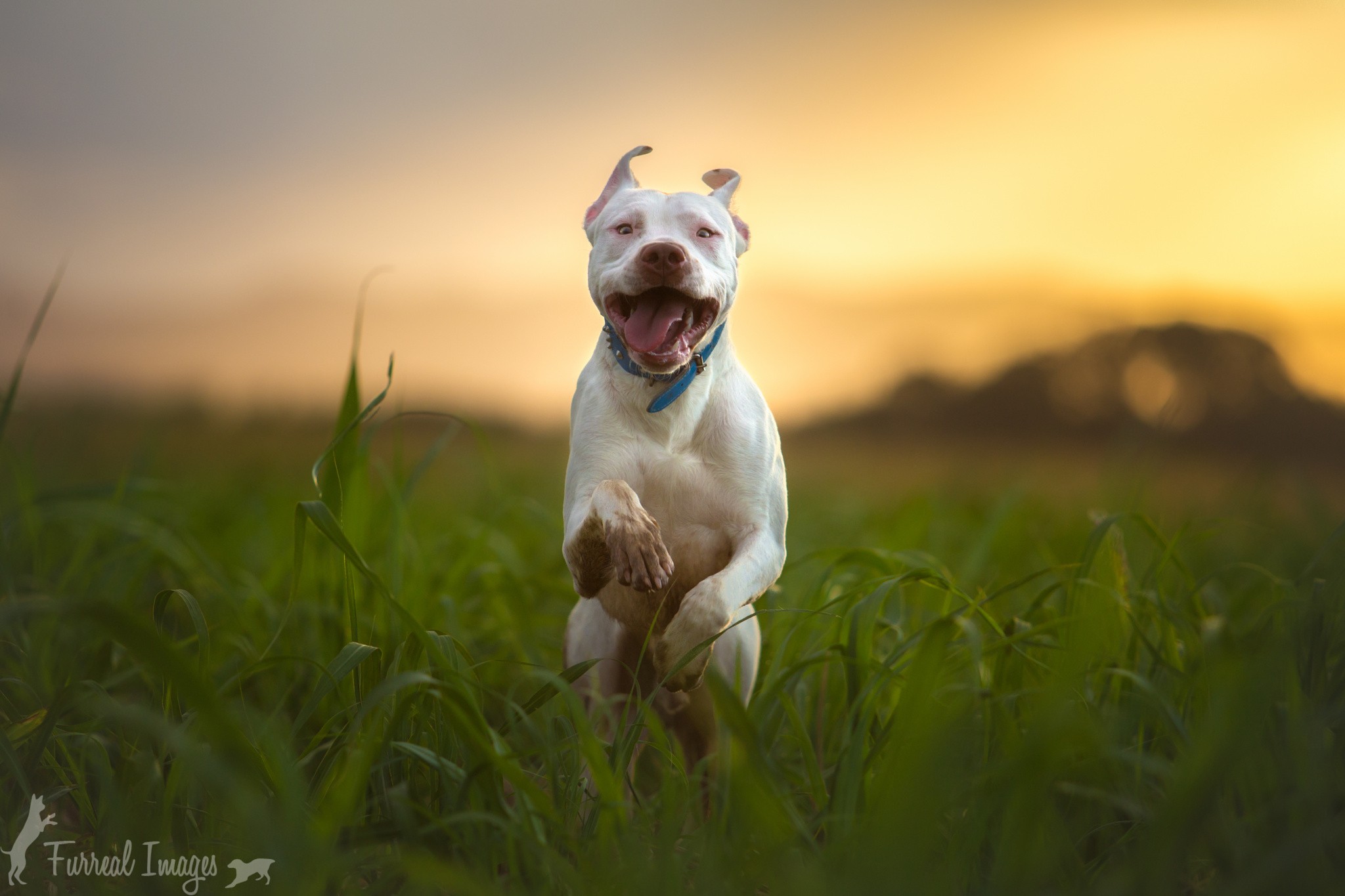 White Pitbull Running Grass Field Sunset