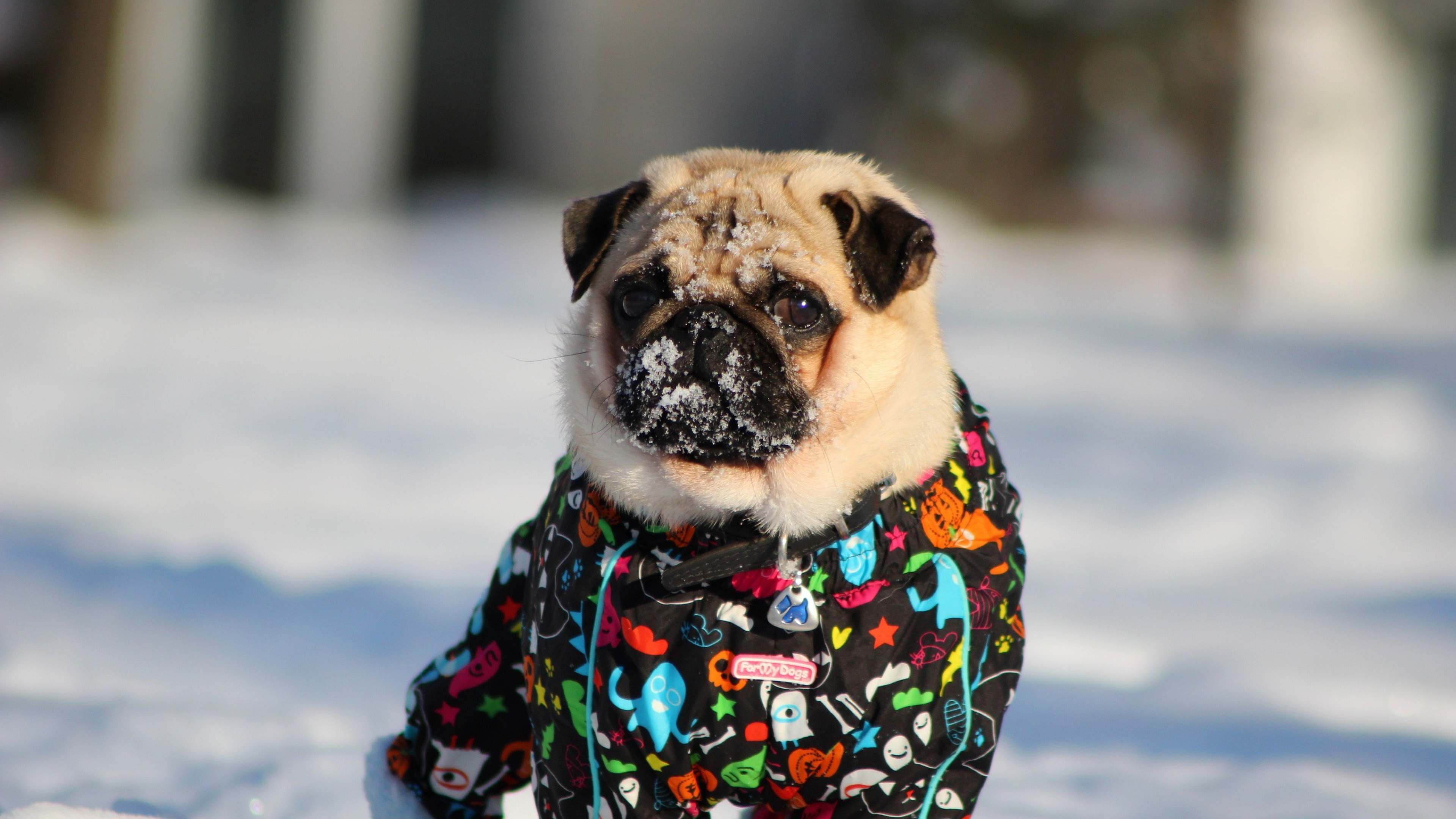Fawn Pug Snowy Nose Colorful Winter Coat