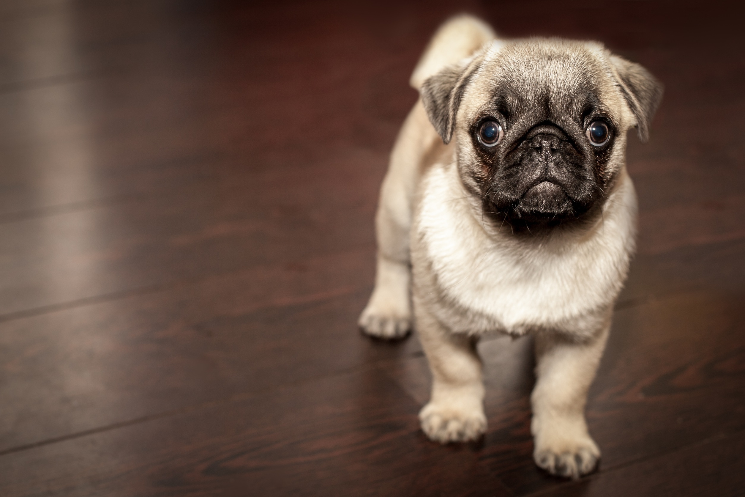 Fawn Pug Puppy Standing Hardwood Floor
