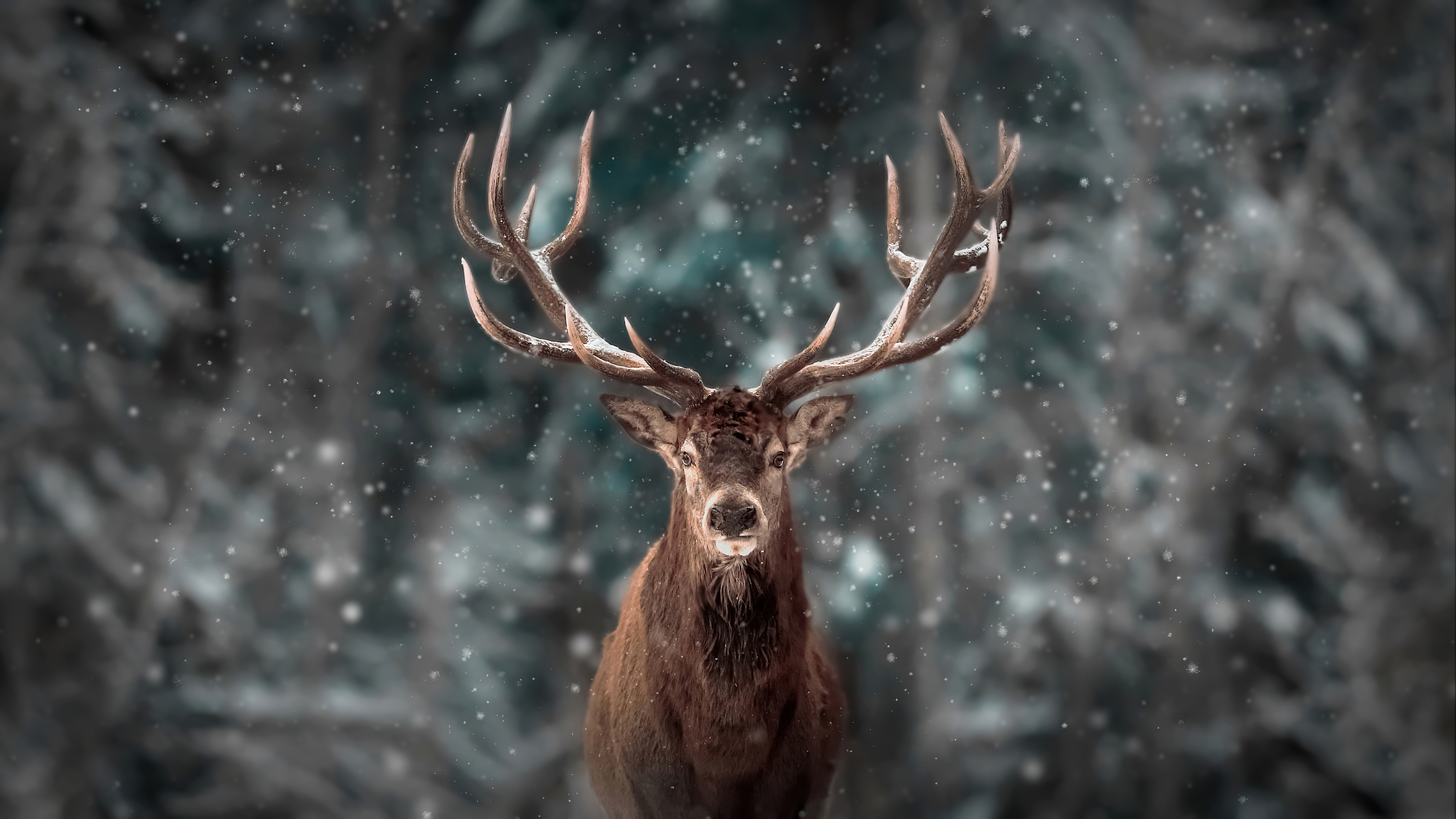 Red Deer Stag Falling Snow Close-Up