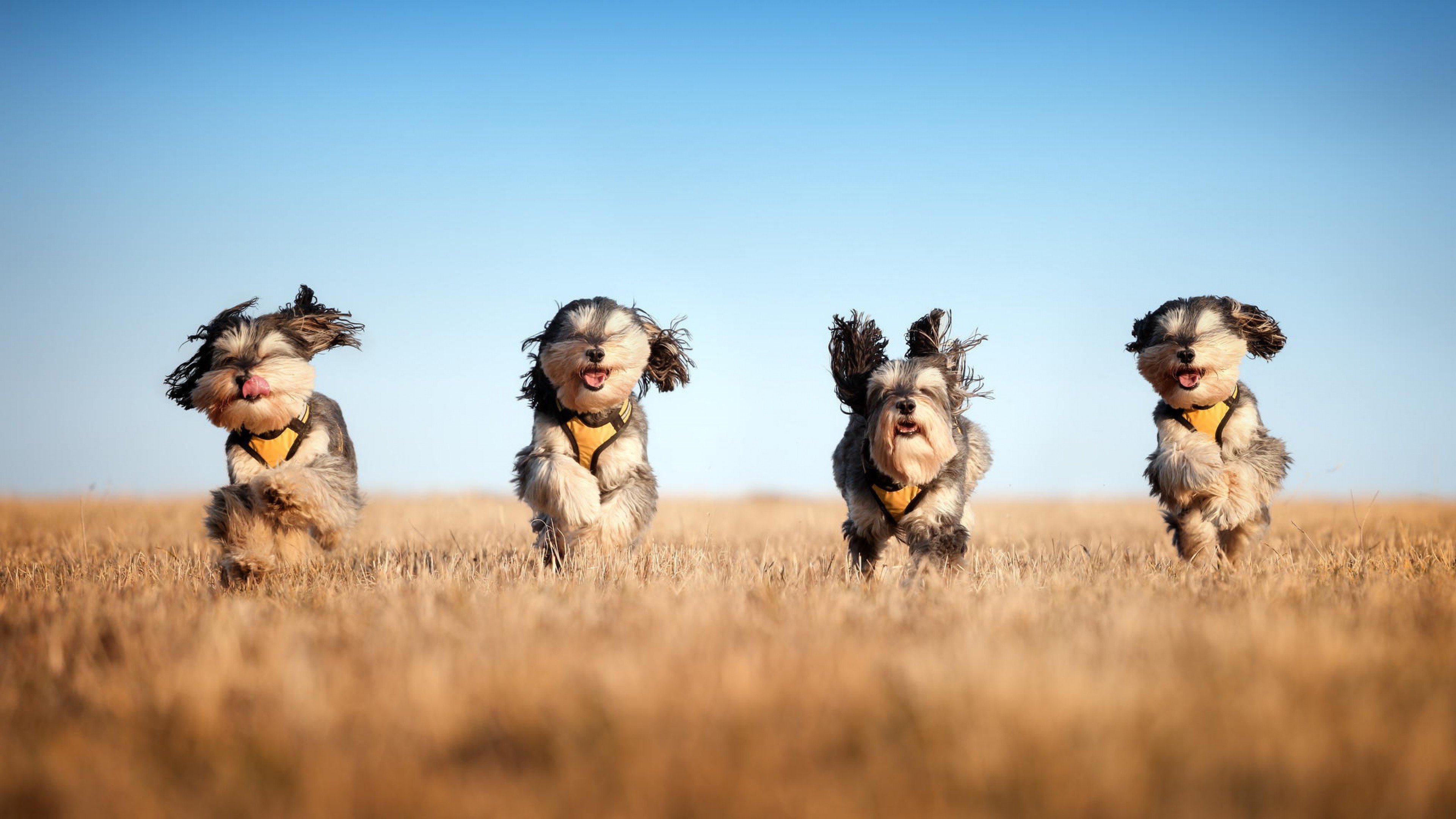 Four Schnauzers Running Dry Grass Field