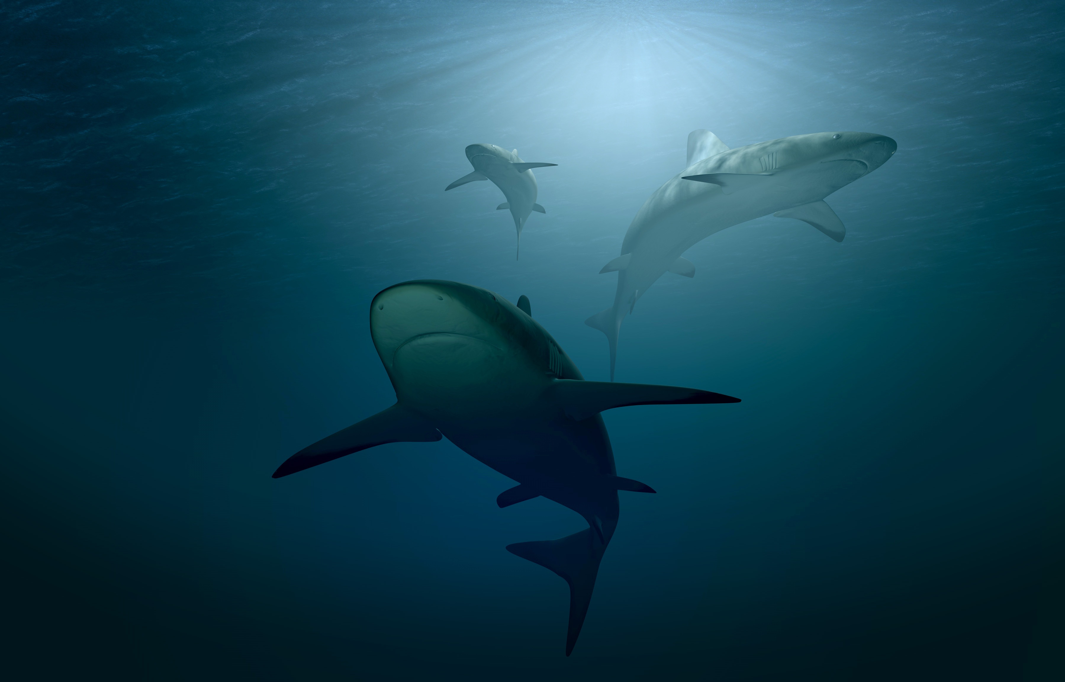 Trio of Reef Sharks Deep Ocean Rays