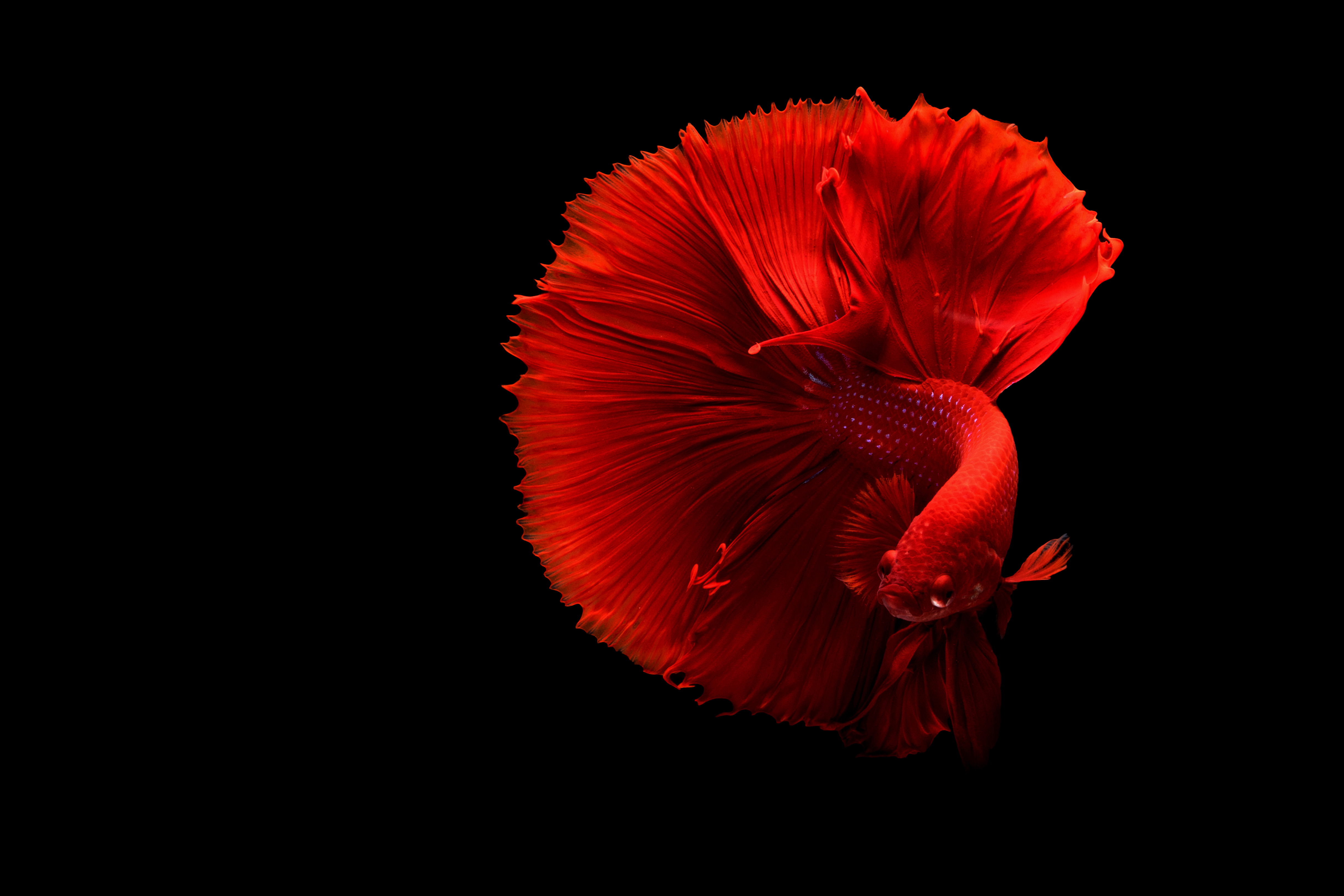 Vibrant Red and Blue Betta Fish Flowing Fins 