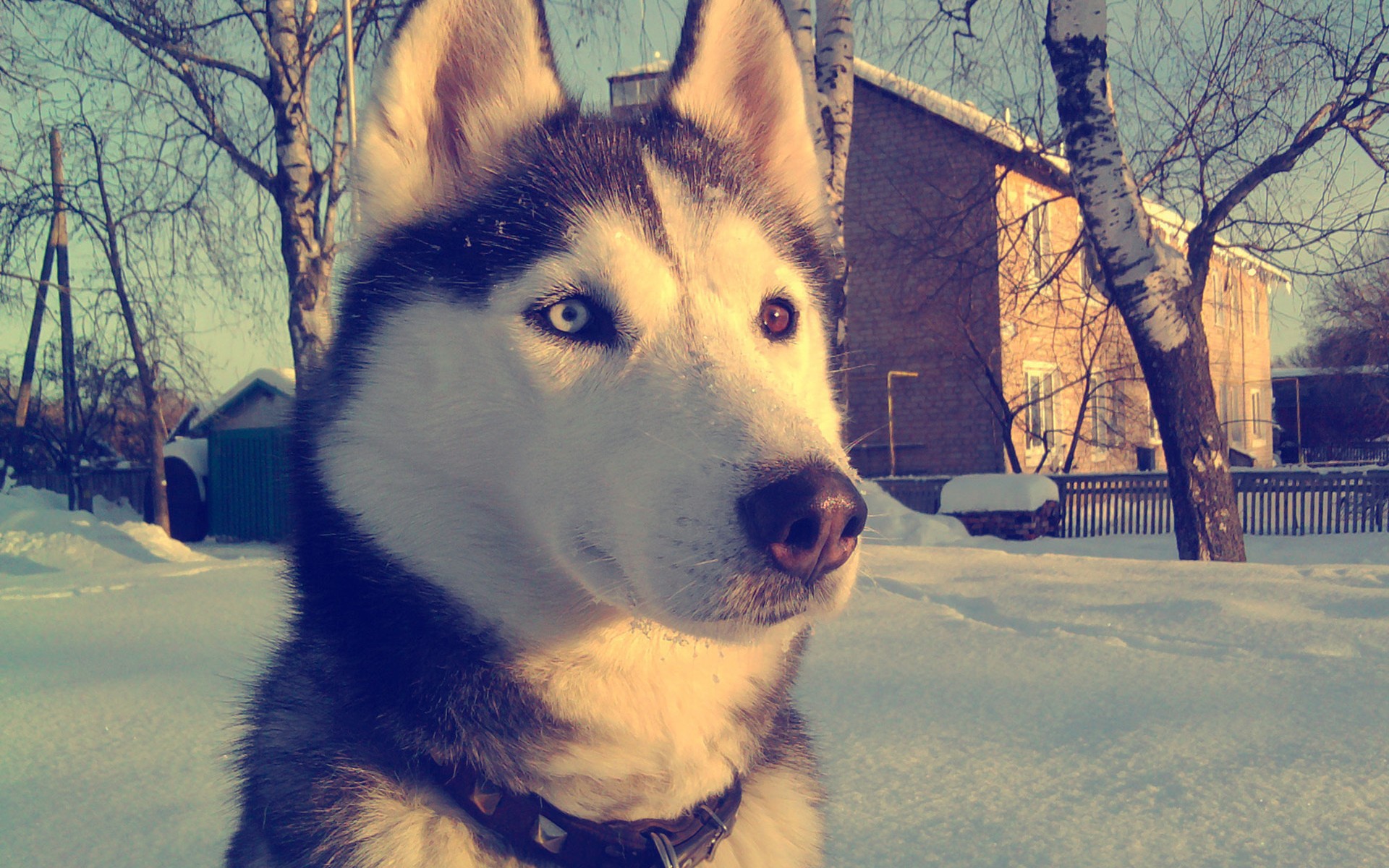 Striking Heterochromia Siberian Husky Snow Field