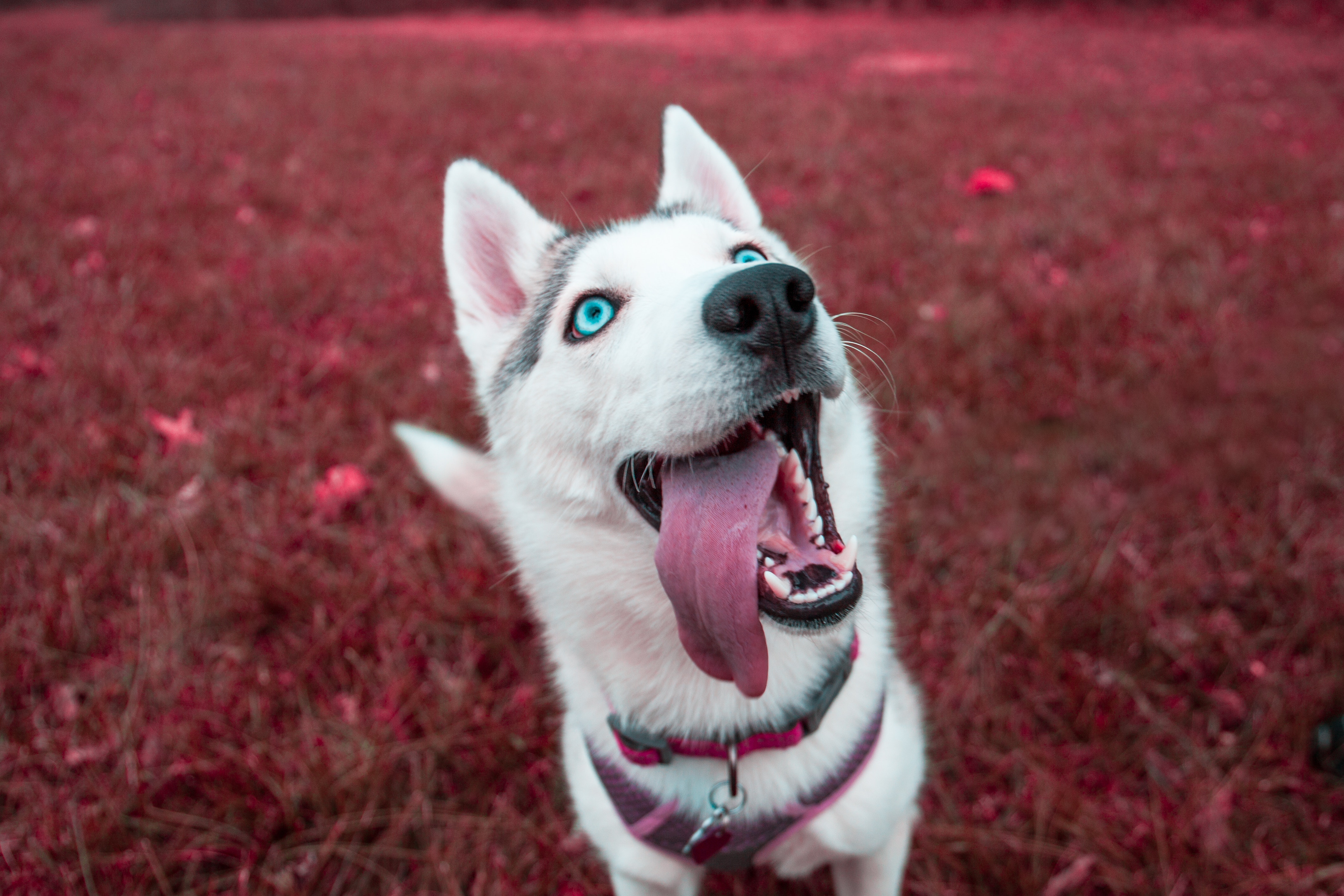 Gentle Siberian Husky Snowfall Close-Up