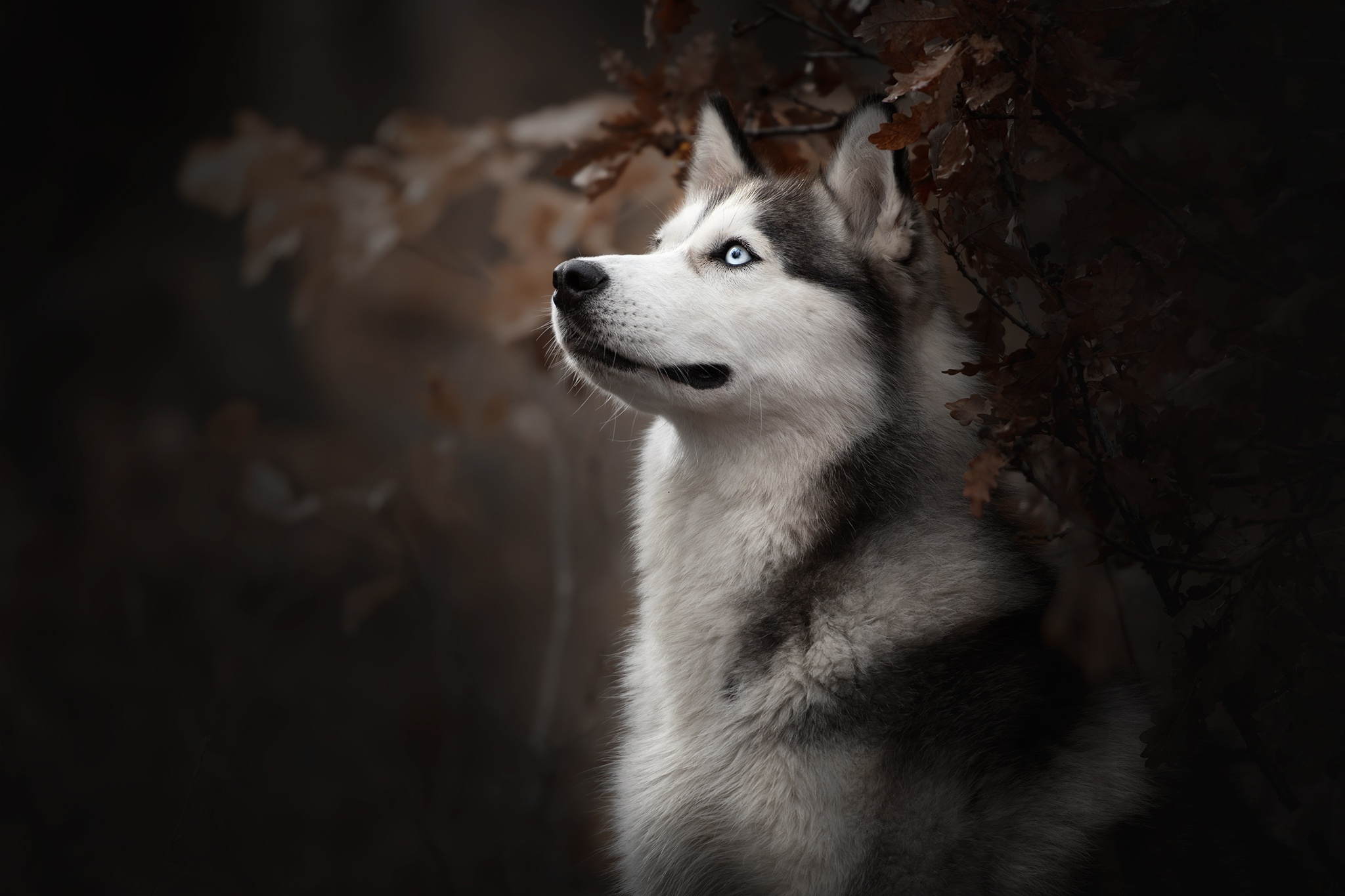 Siberian Husky Blue Eyes Mossy Forest
