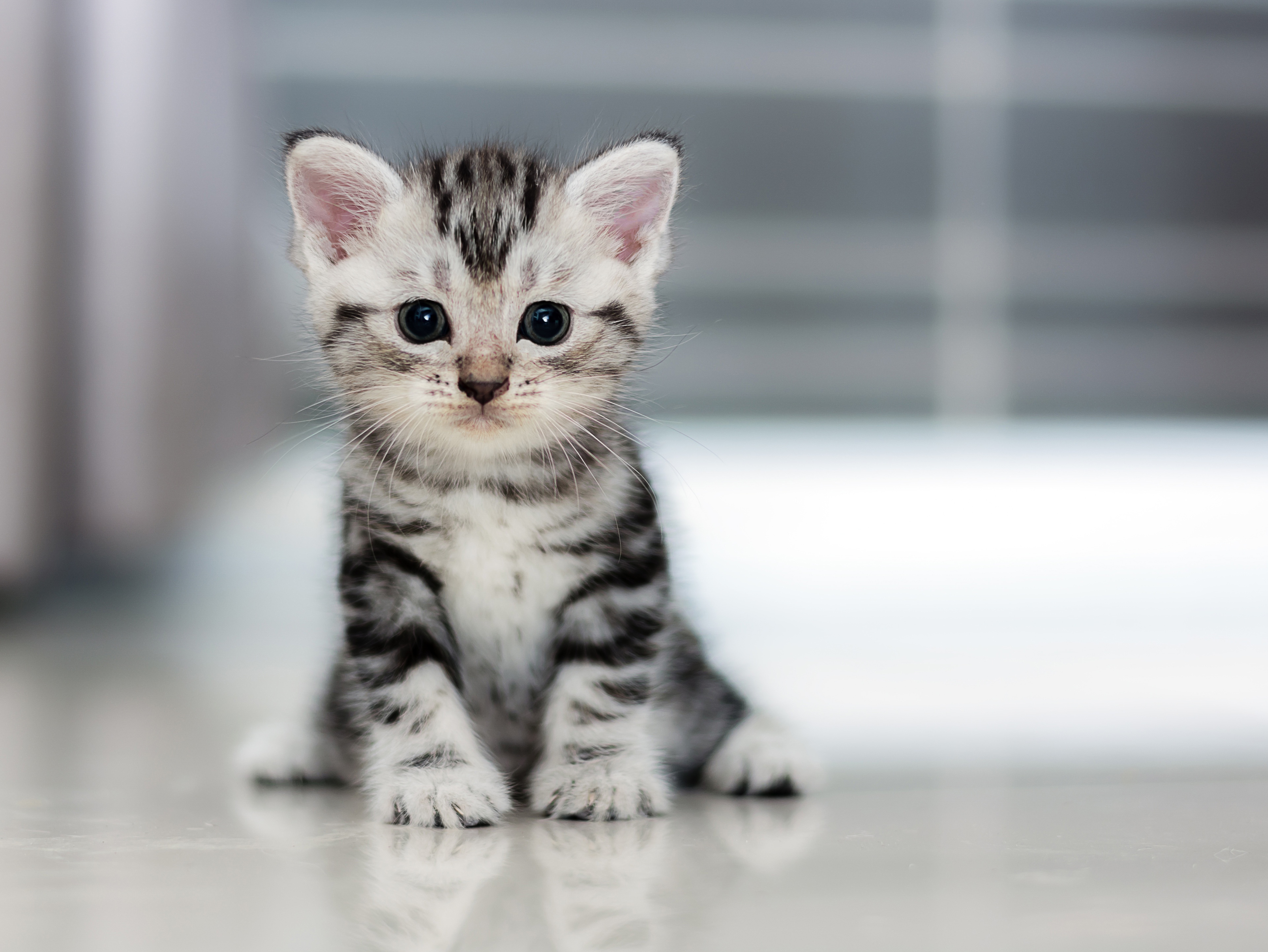 Tiny Grey Tabby Kitten Fluffy Pillow