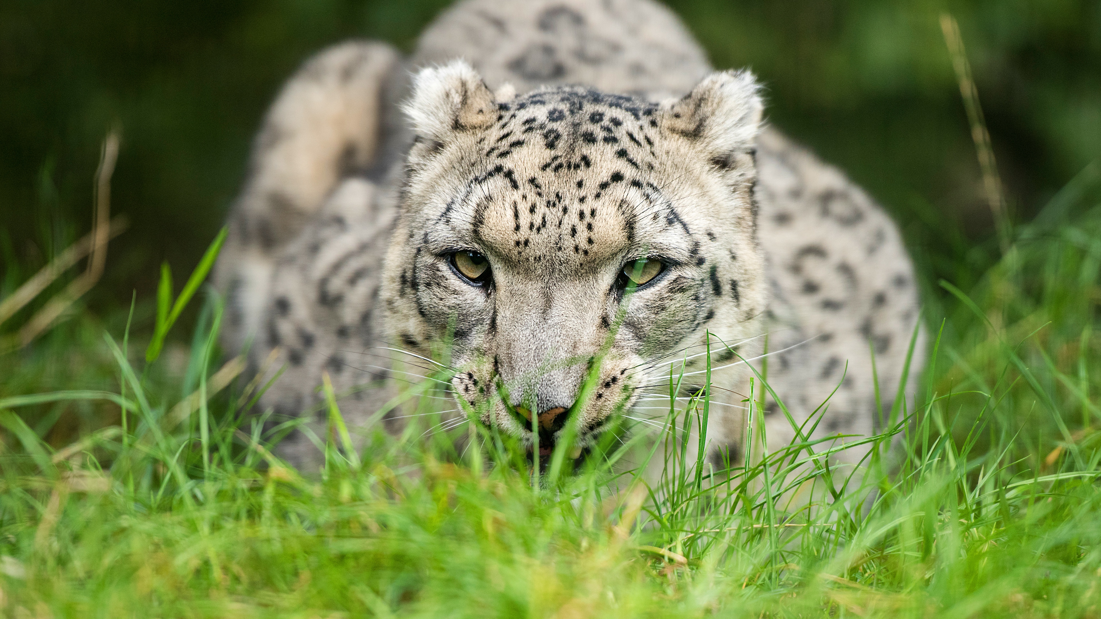 Snow Leopard Intense Blue Eyes Close-Up