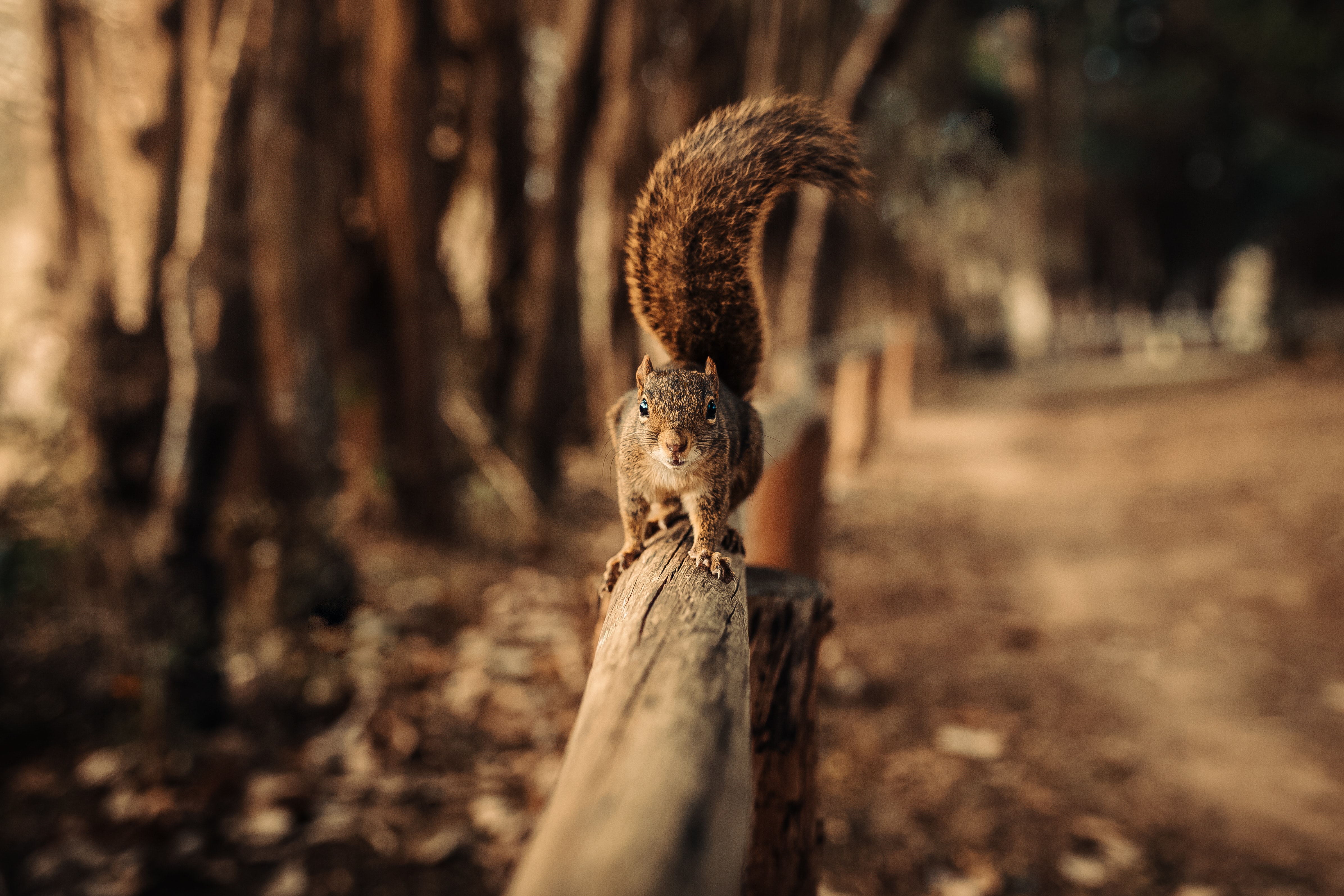 Grey Squirrel Balancing on Wooden Garden Fence