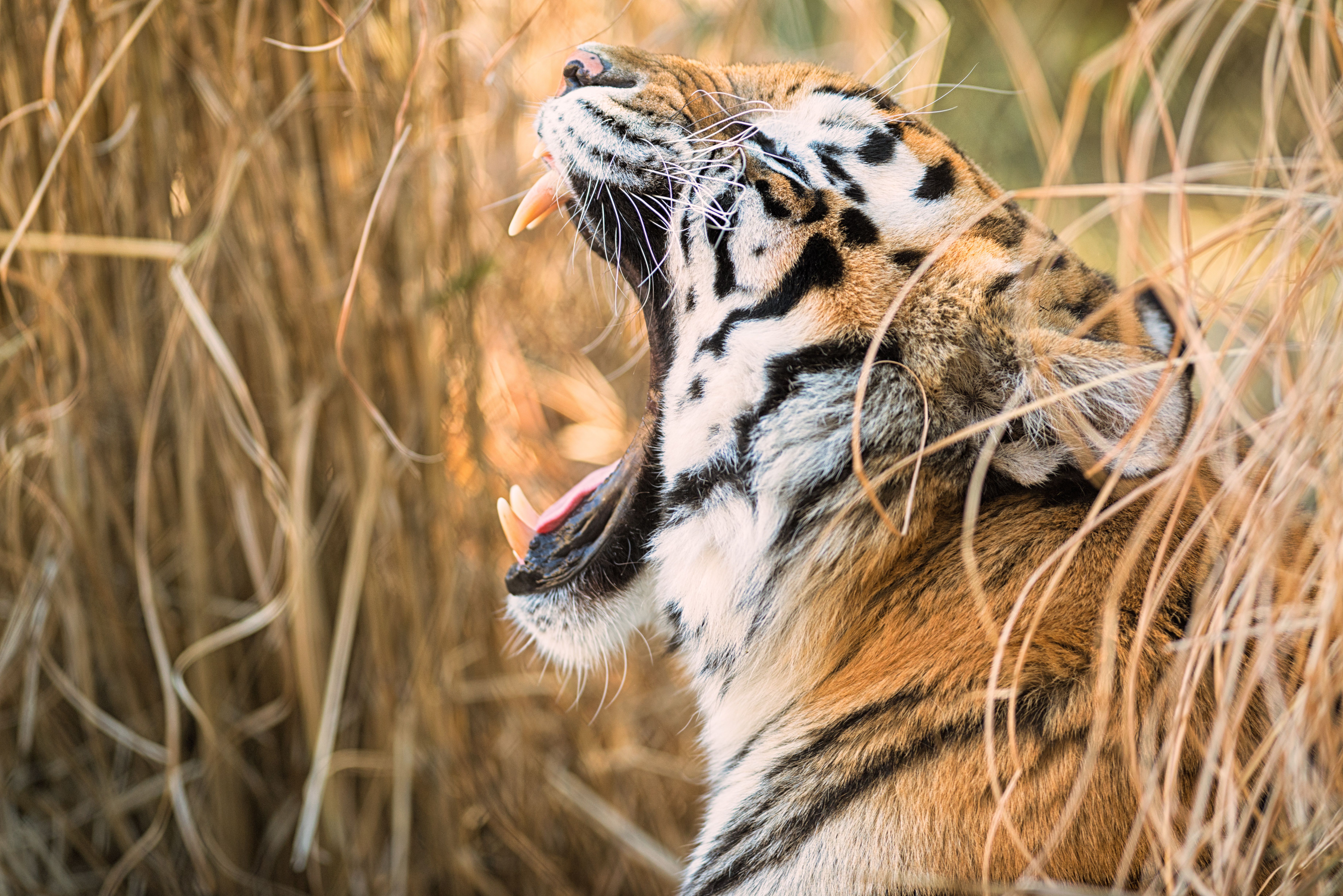Roaring Tiger Fangs and Tongue Close-Up