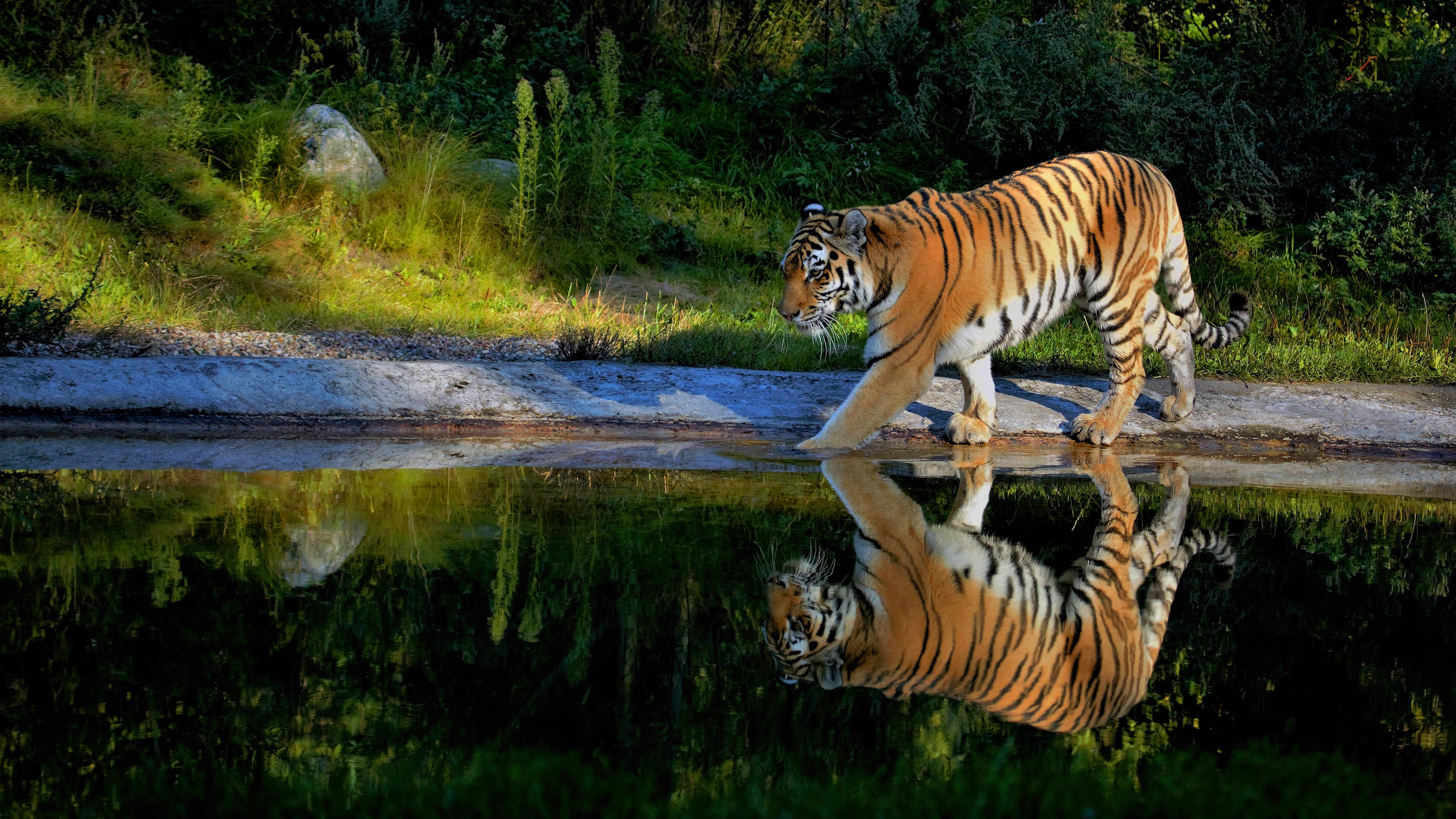 Bengal Tiger Walking Across Mossy Stream Log