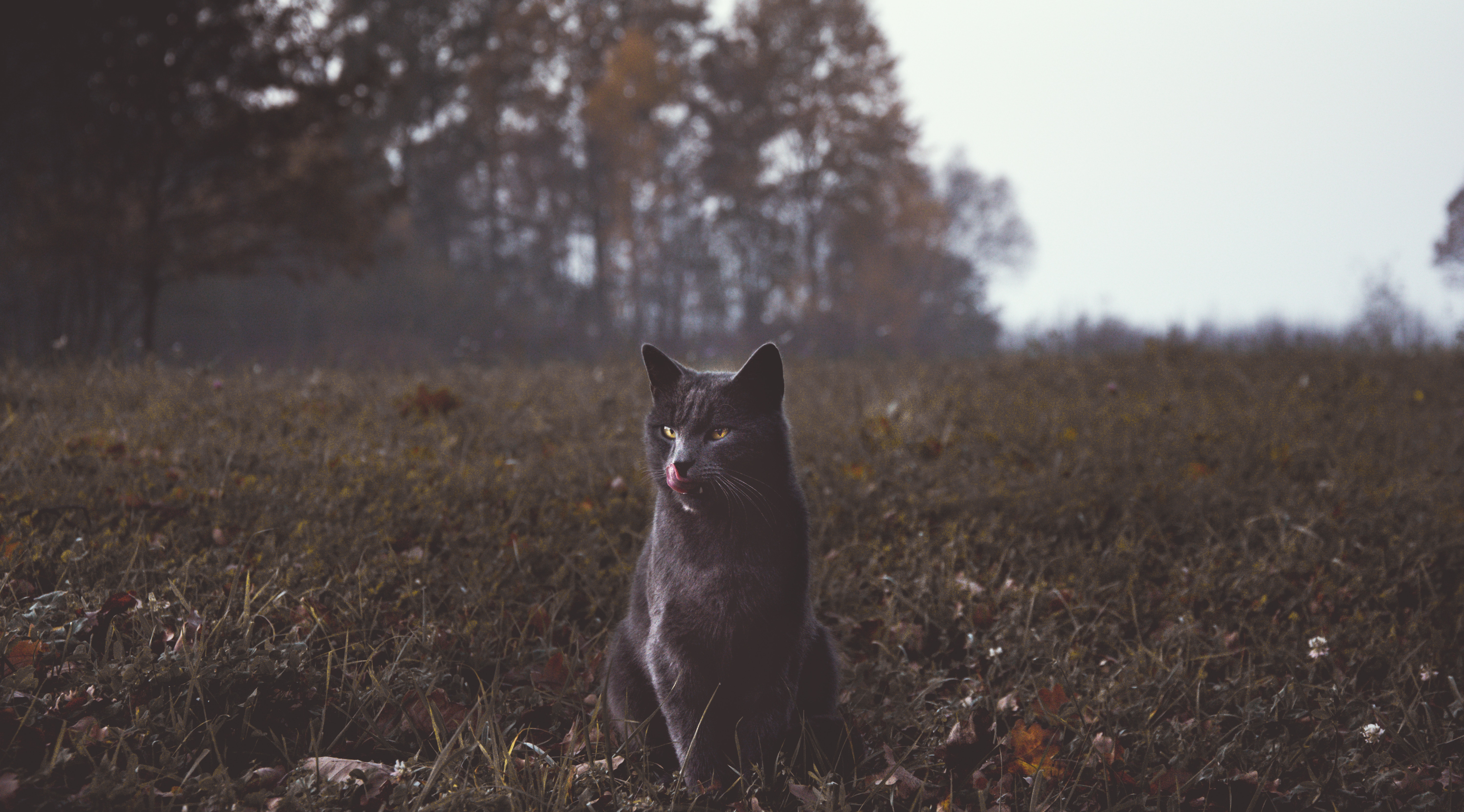 Serval Cat Perched Mossy Log Golden Hour