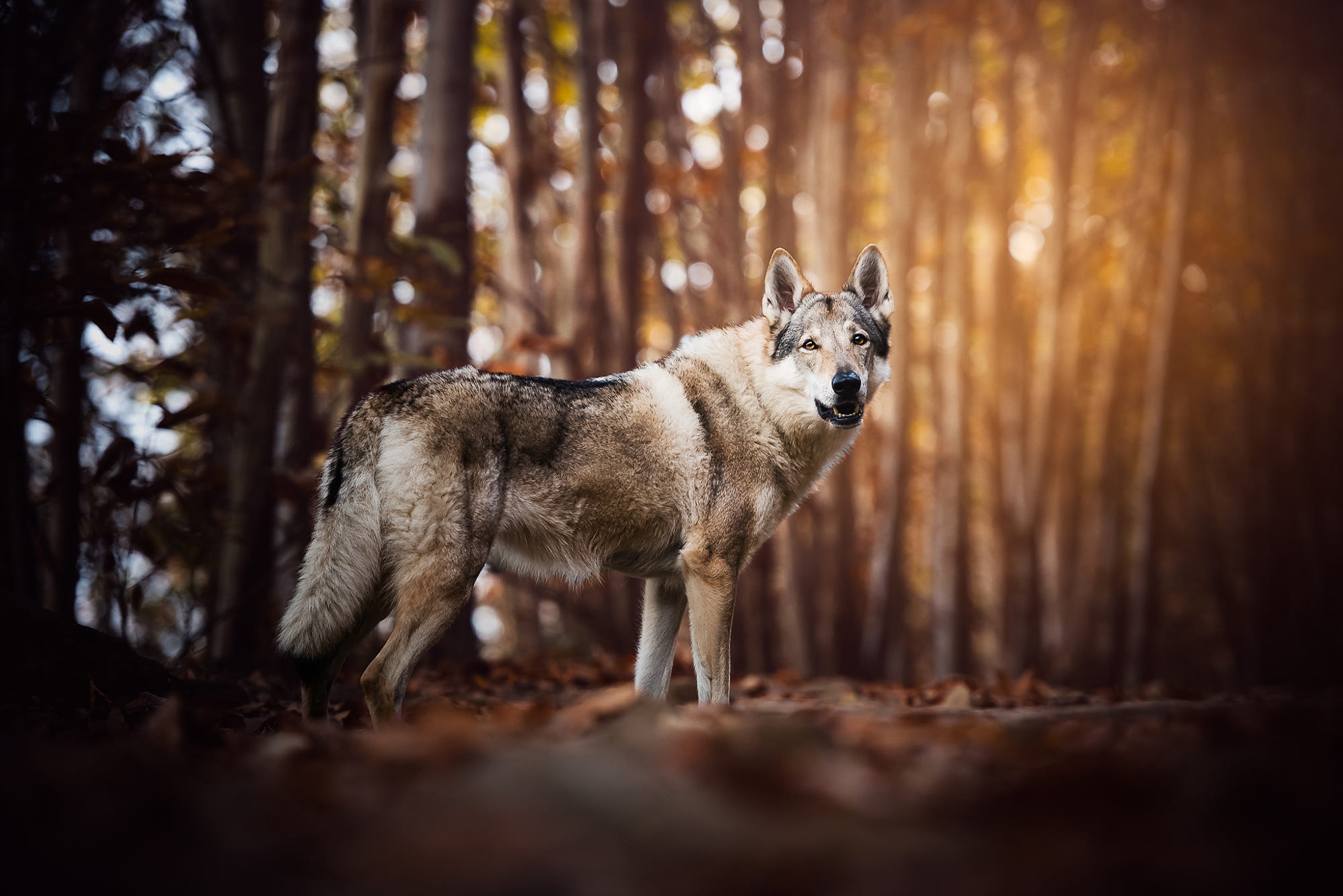 Czech Wolfdog Amber Eyes Close-Up