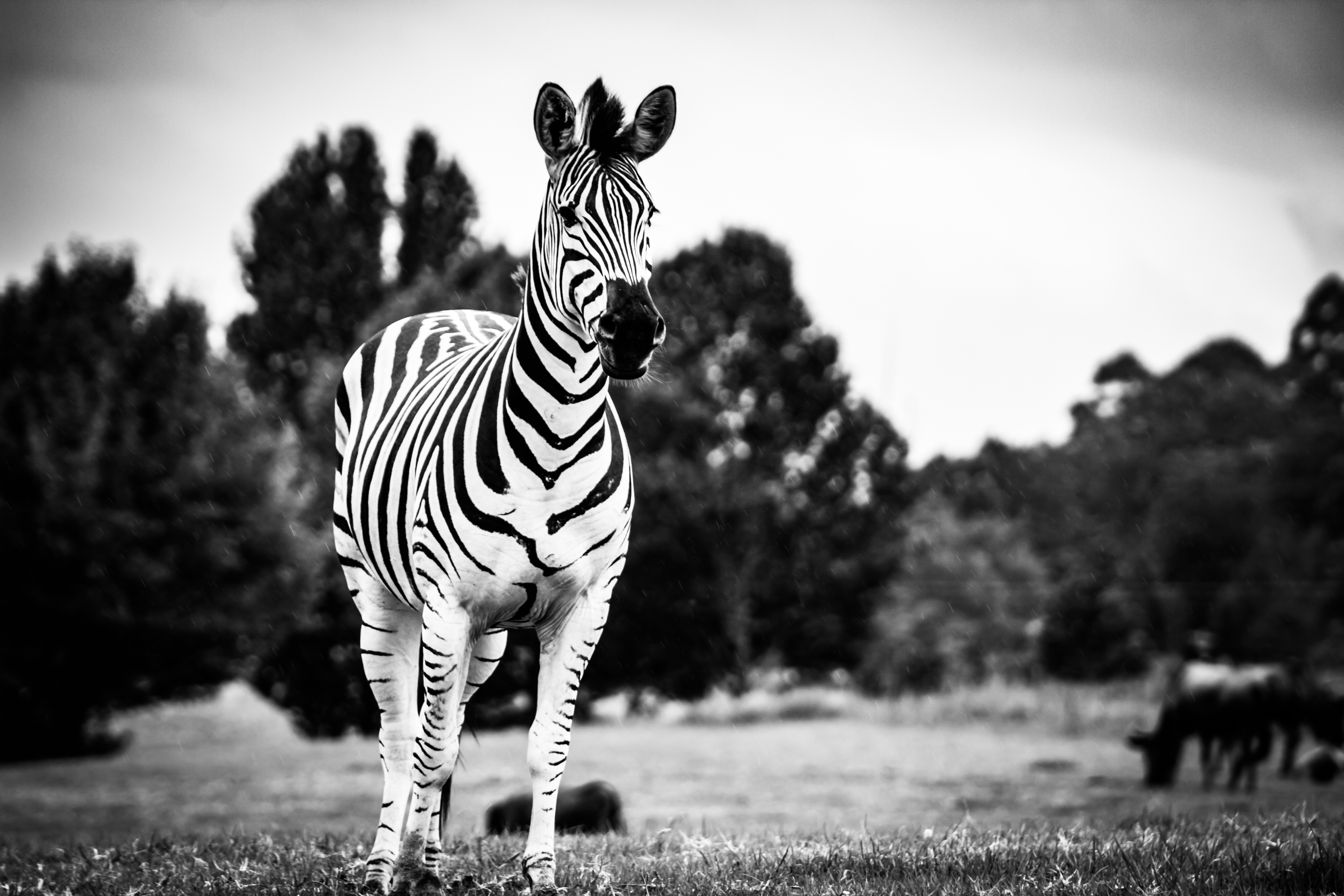 Plains Zebra High Contrast Black Background