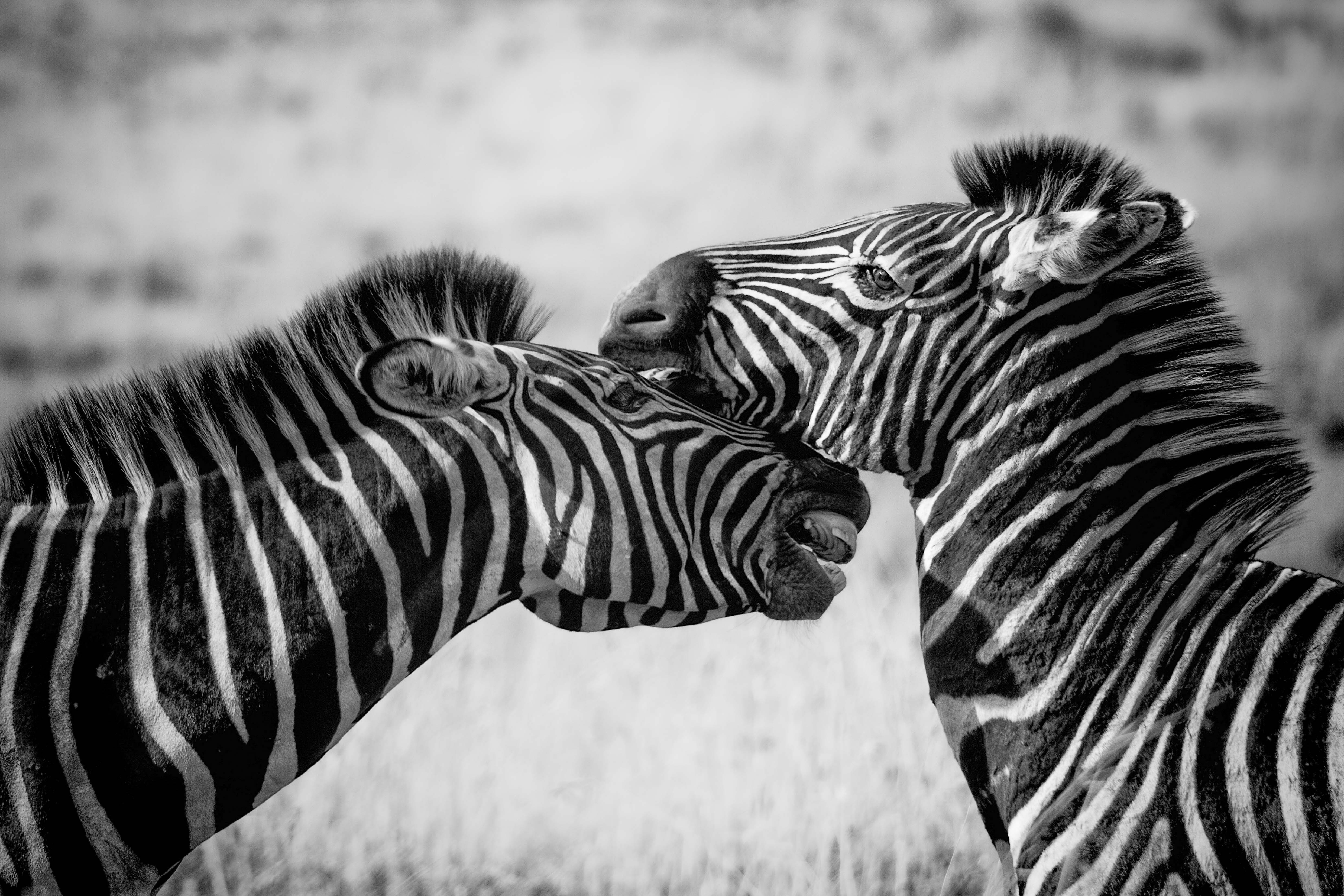 Pair of Zebras Nuzzling Savanna Meadow