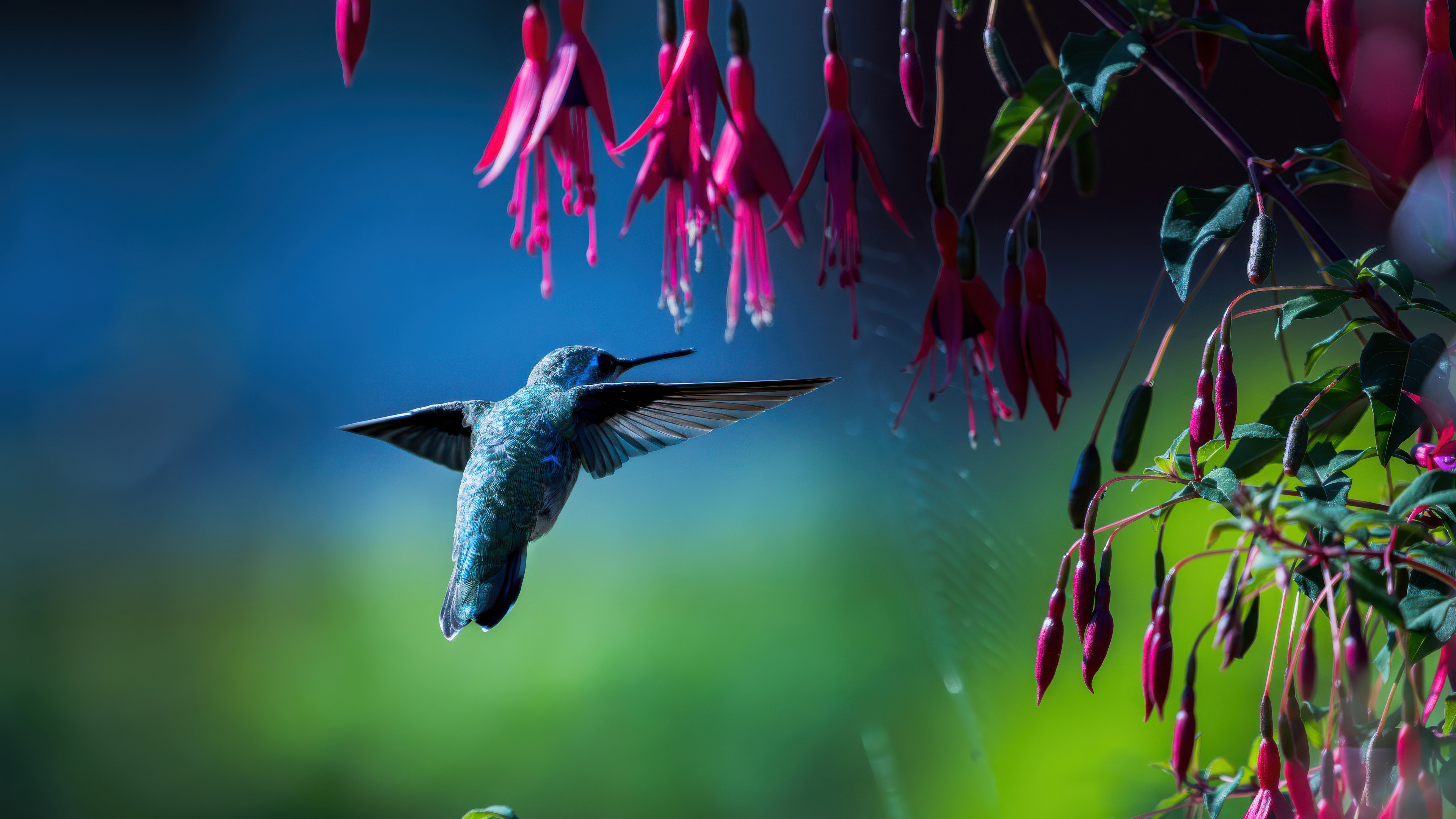 Hummingbird Wings Frozen in Action