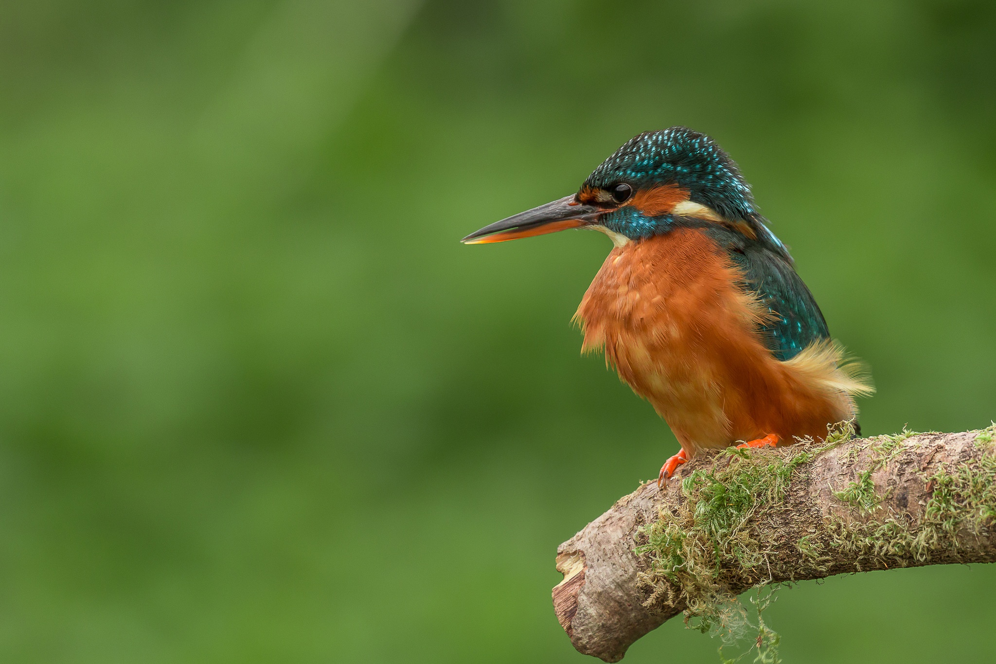 Common Kingfisher Perched Above River