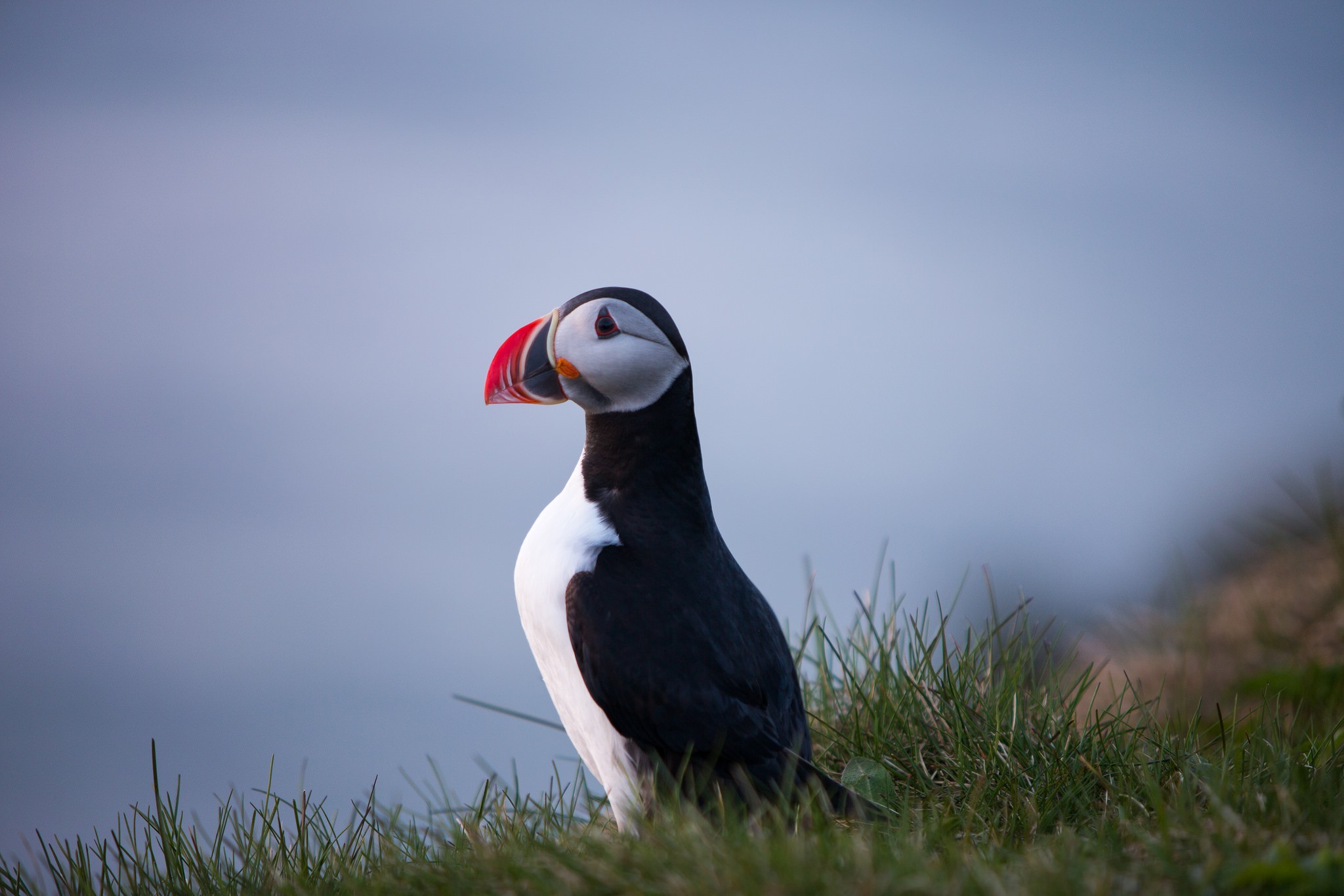 Atlantic Puffin Perched Clifftop Ocean View