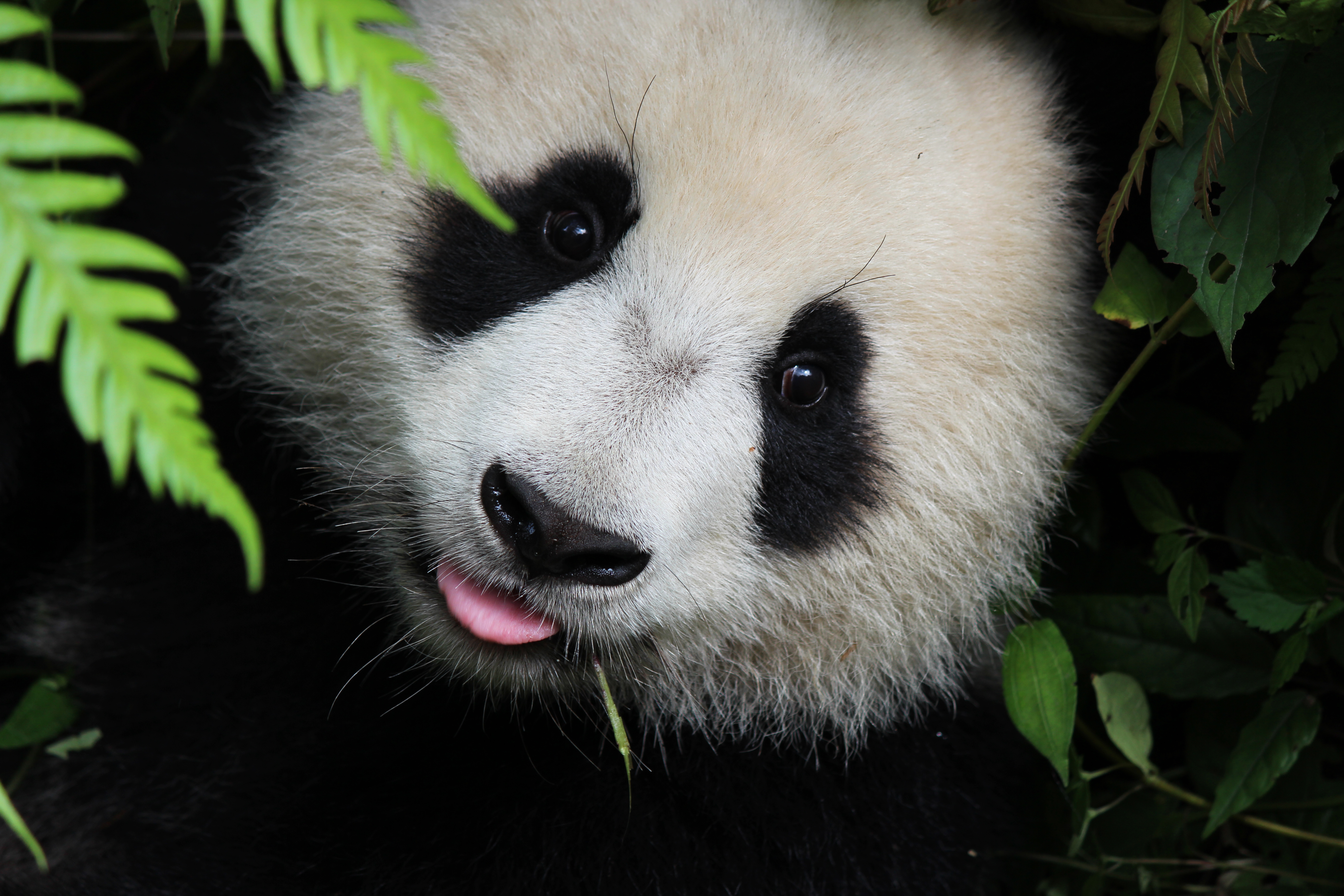 Playful Blep. The Peekaboo Panda