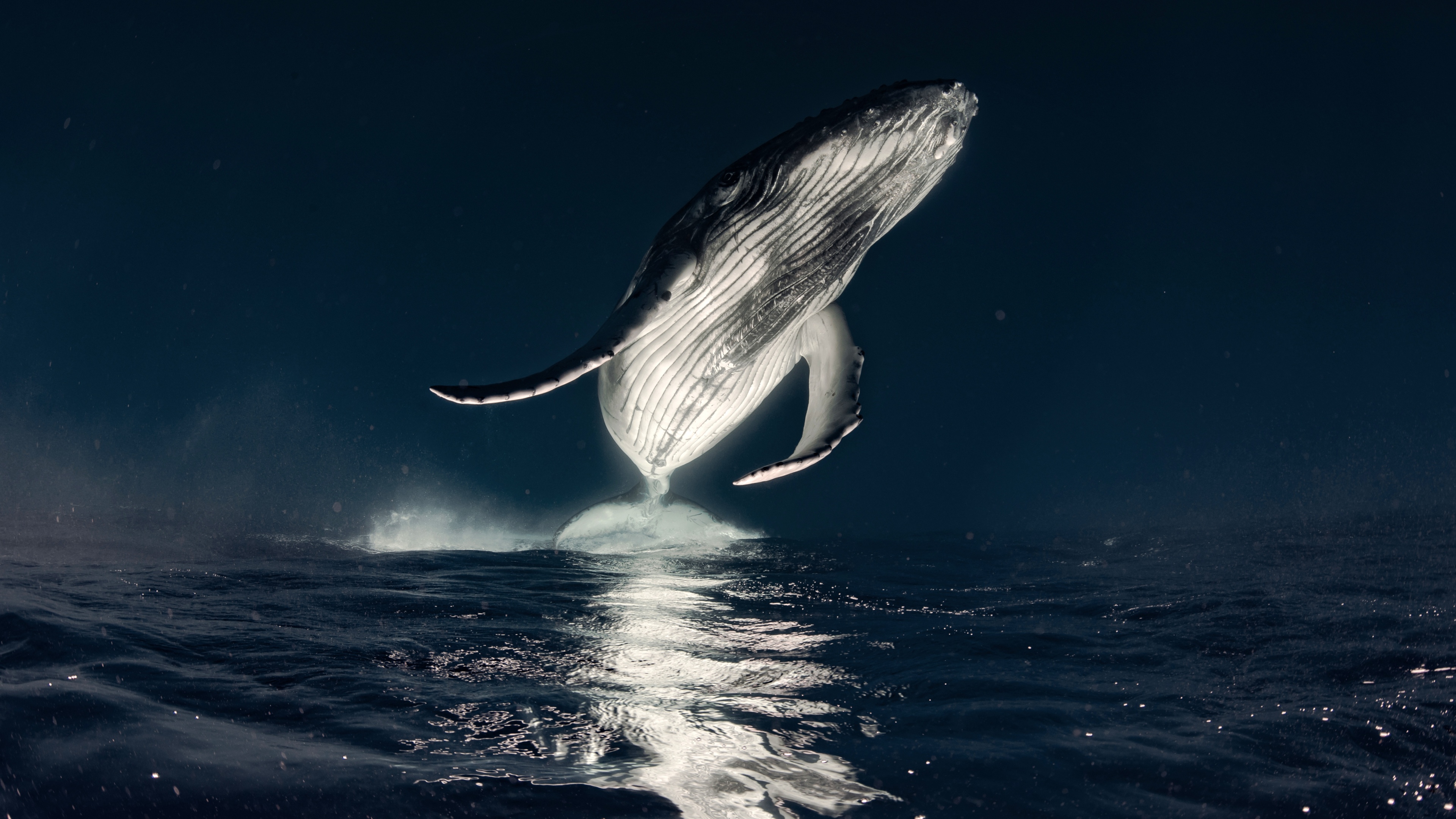 Midnight Breach. The Glowing Humpback Whale
