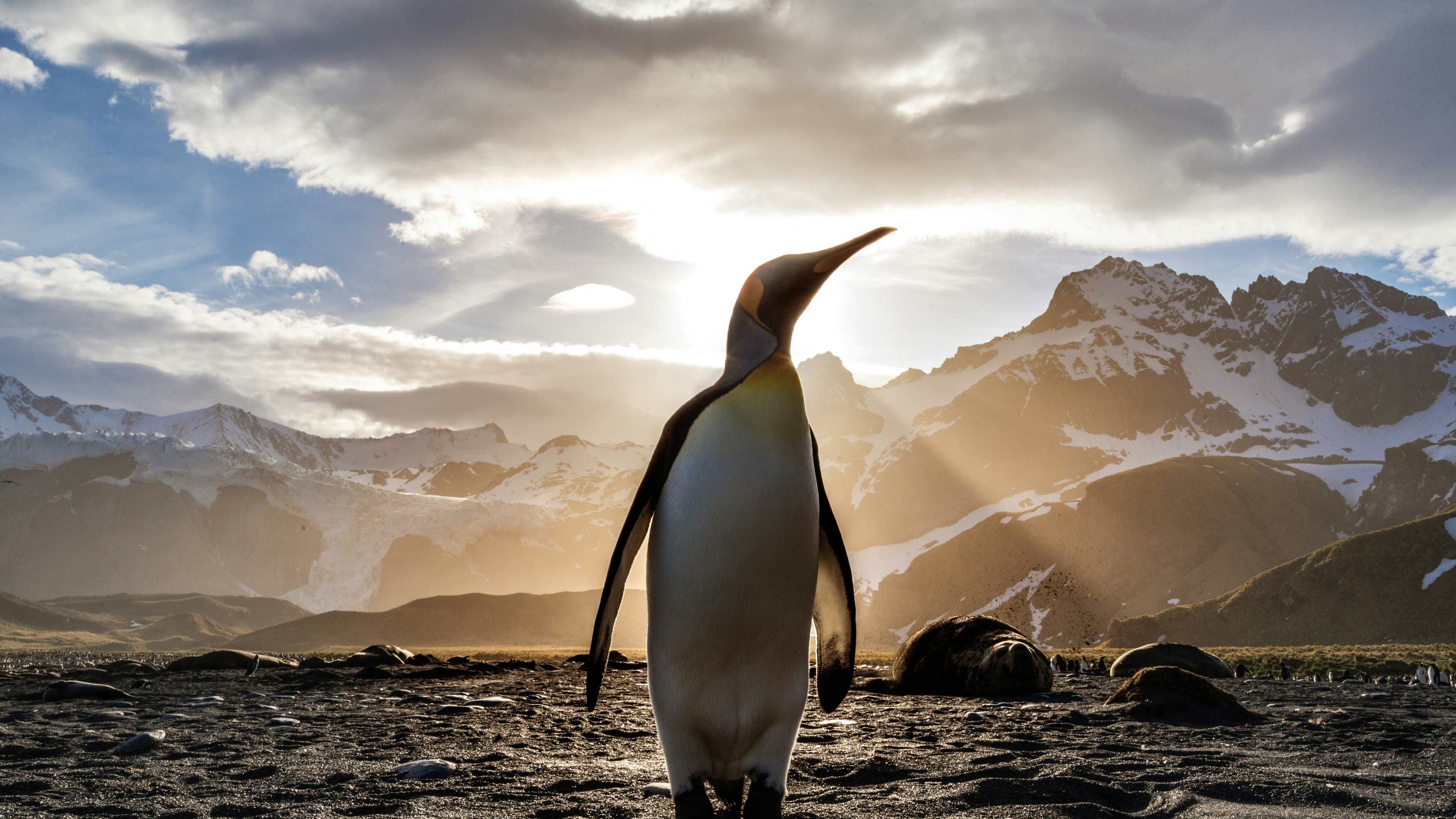 Golden Horizon. The Emperor of the Coast