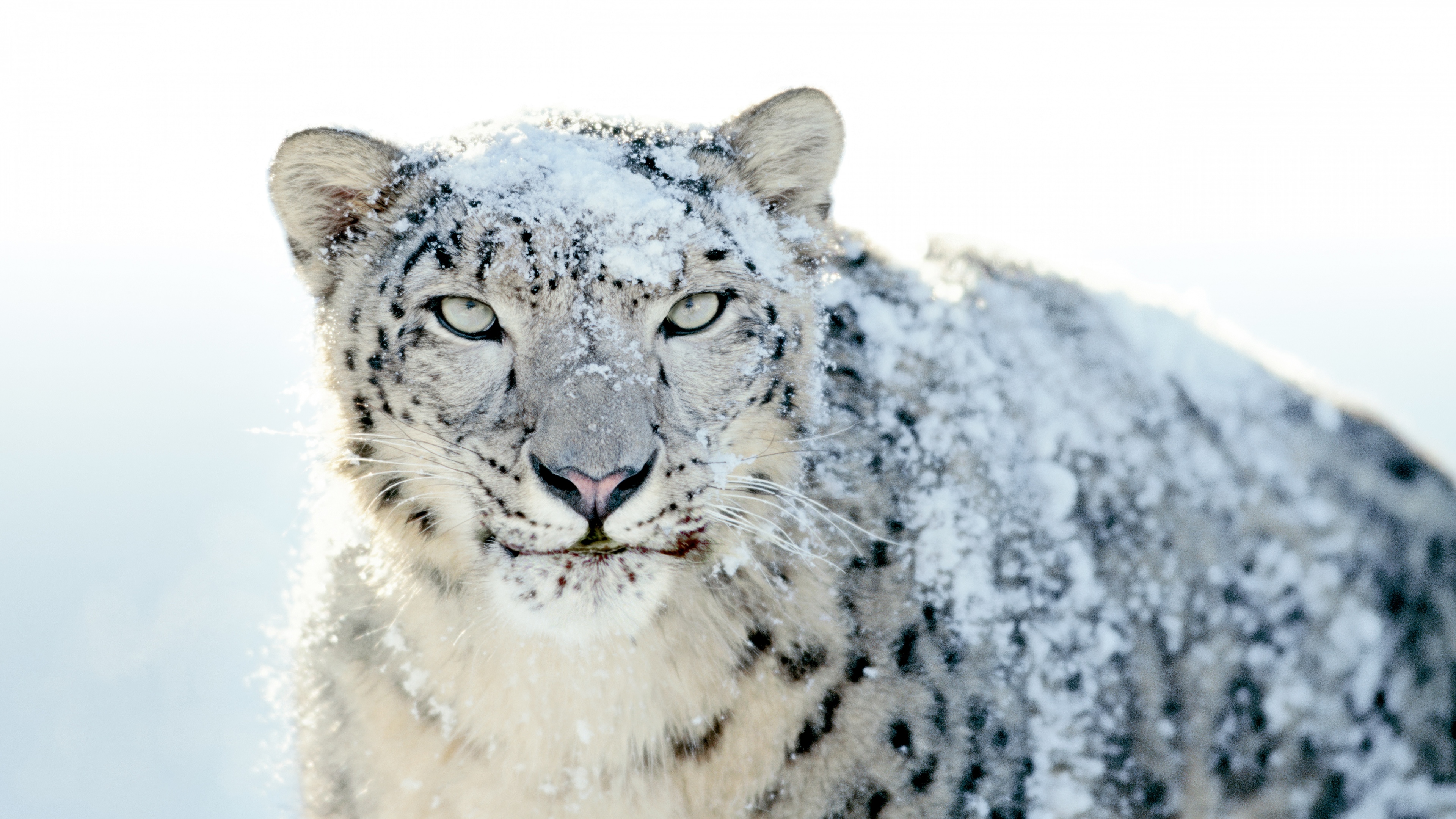 Glacial Stare. The Sovereign Of The Frost